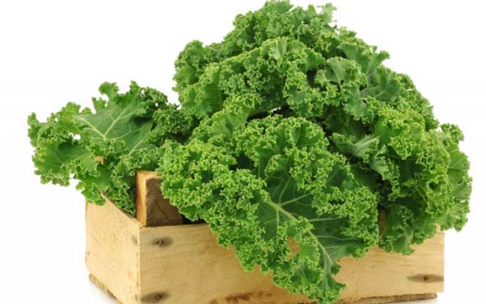 คะน้าใบหยิก สีเขียว