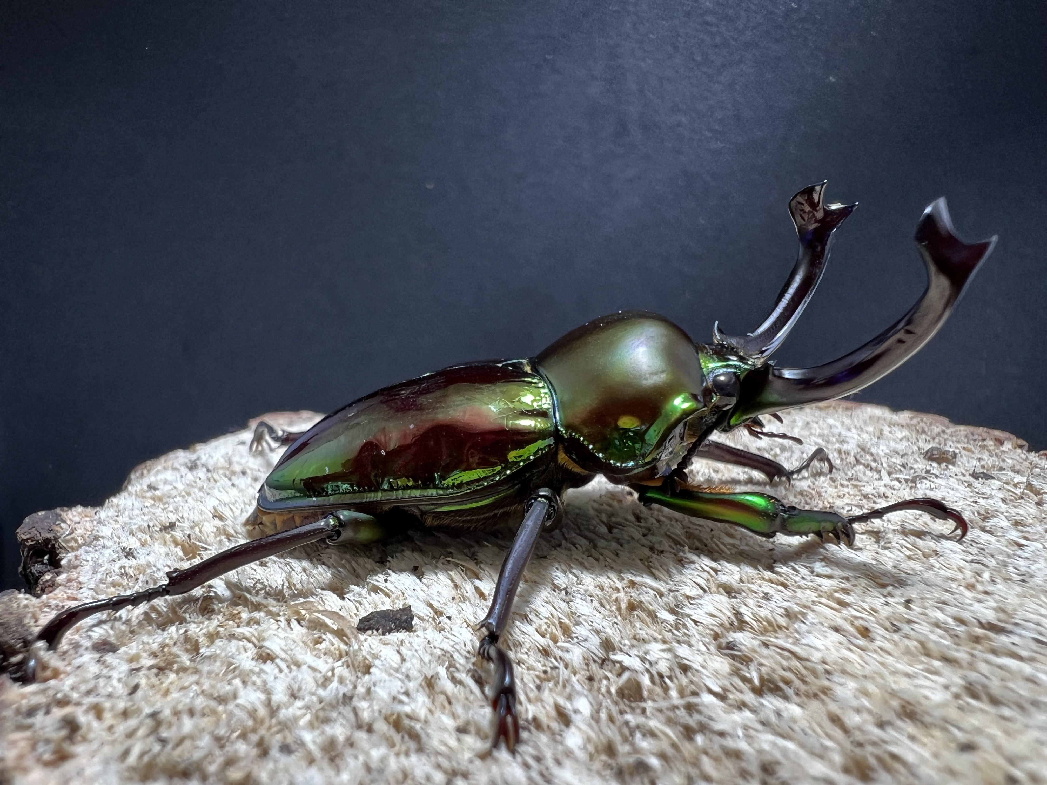 Phalacrognathus muelleri 52 mm.