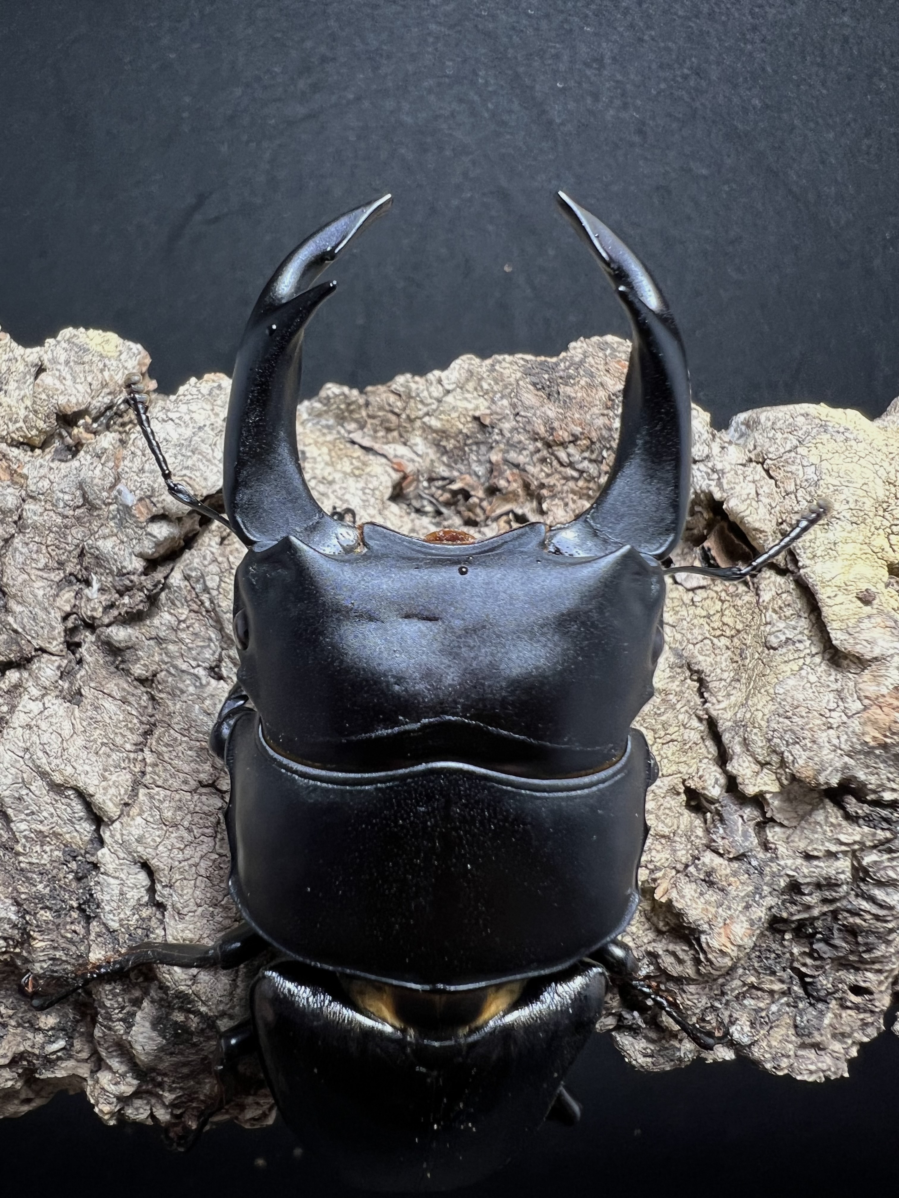 Dorcus hopei binodulosus 76mm.