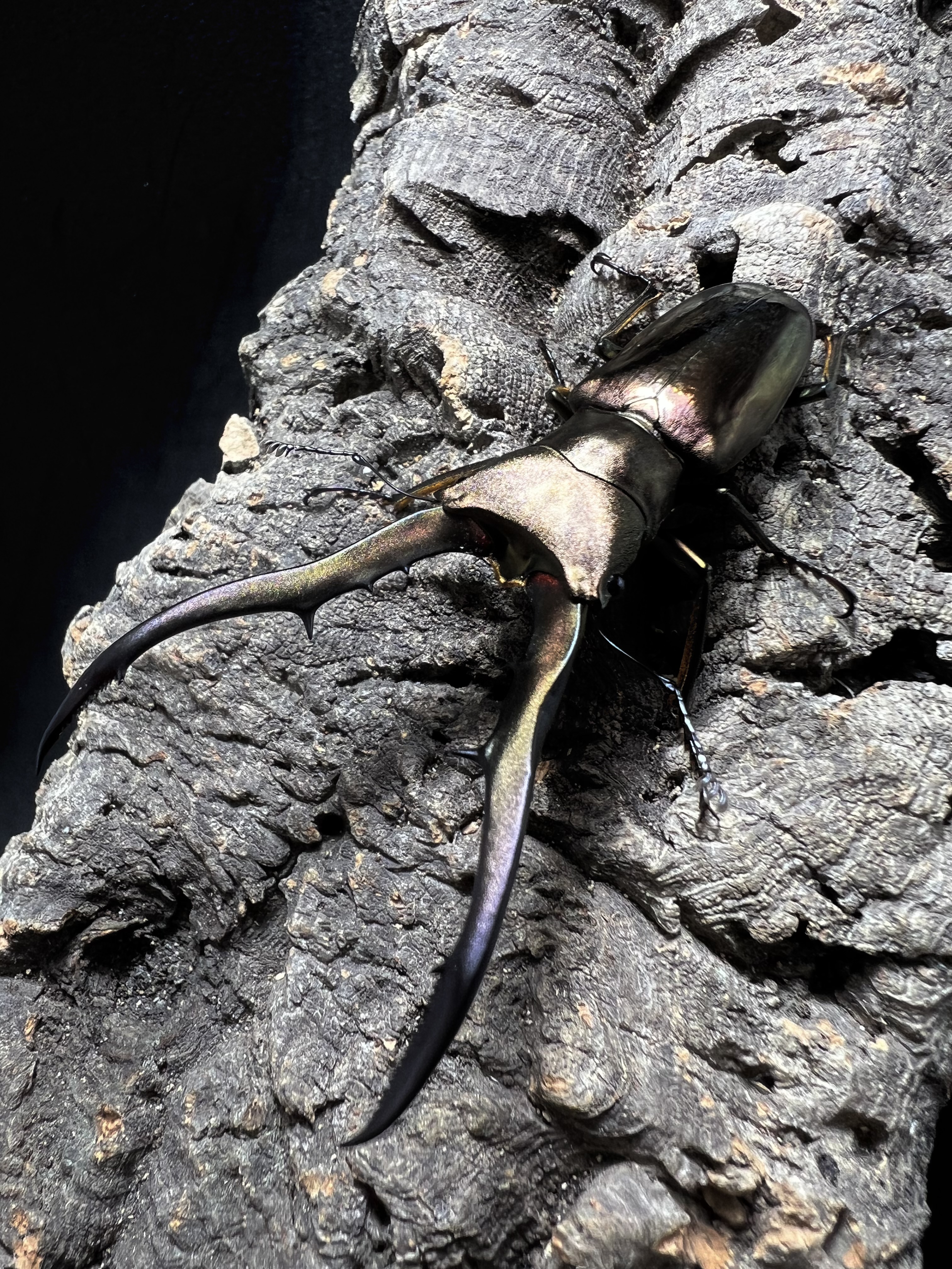 Cyclommatus metallifer 69mm.