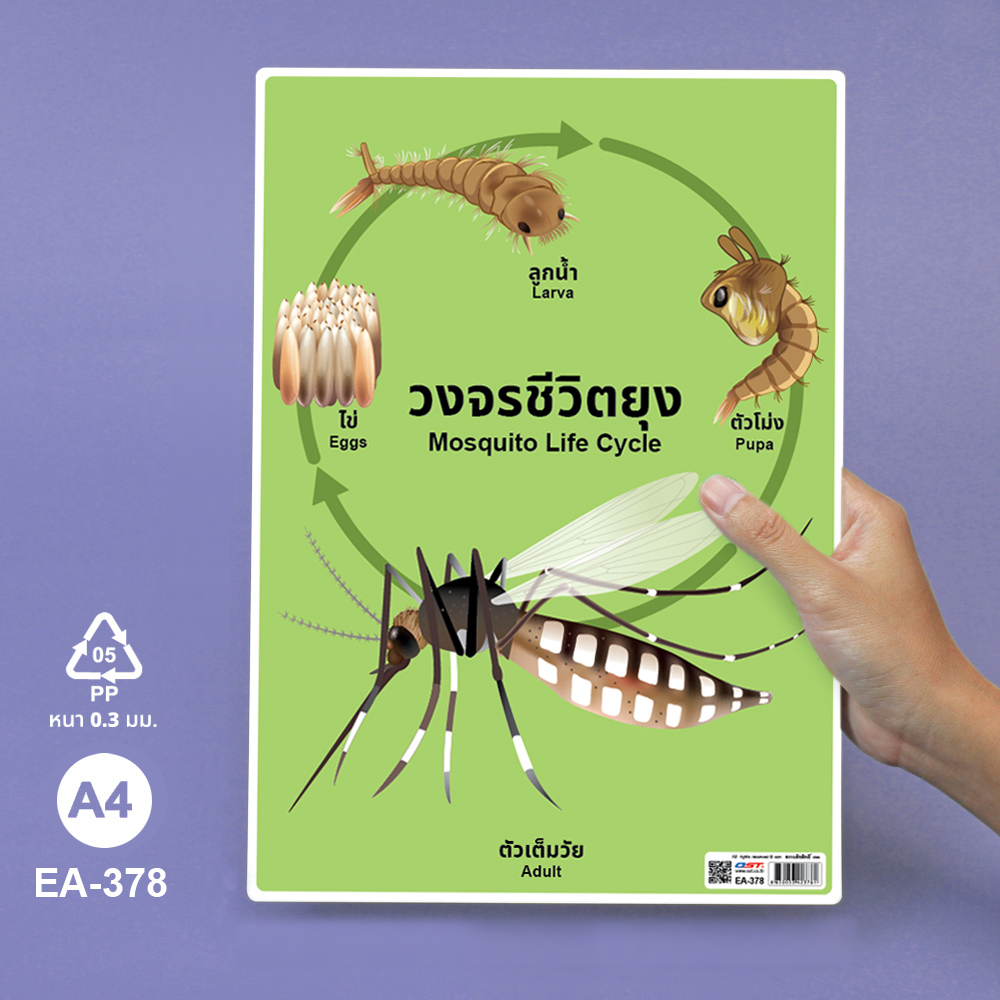 โปสเตอร์ความรู้ ชุดวงจรชีวิตสัตว์ ขนาดA4 EA-378 ยุง