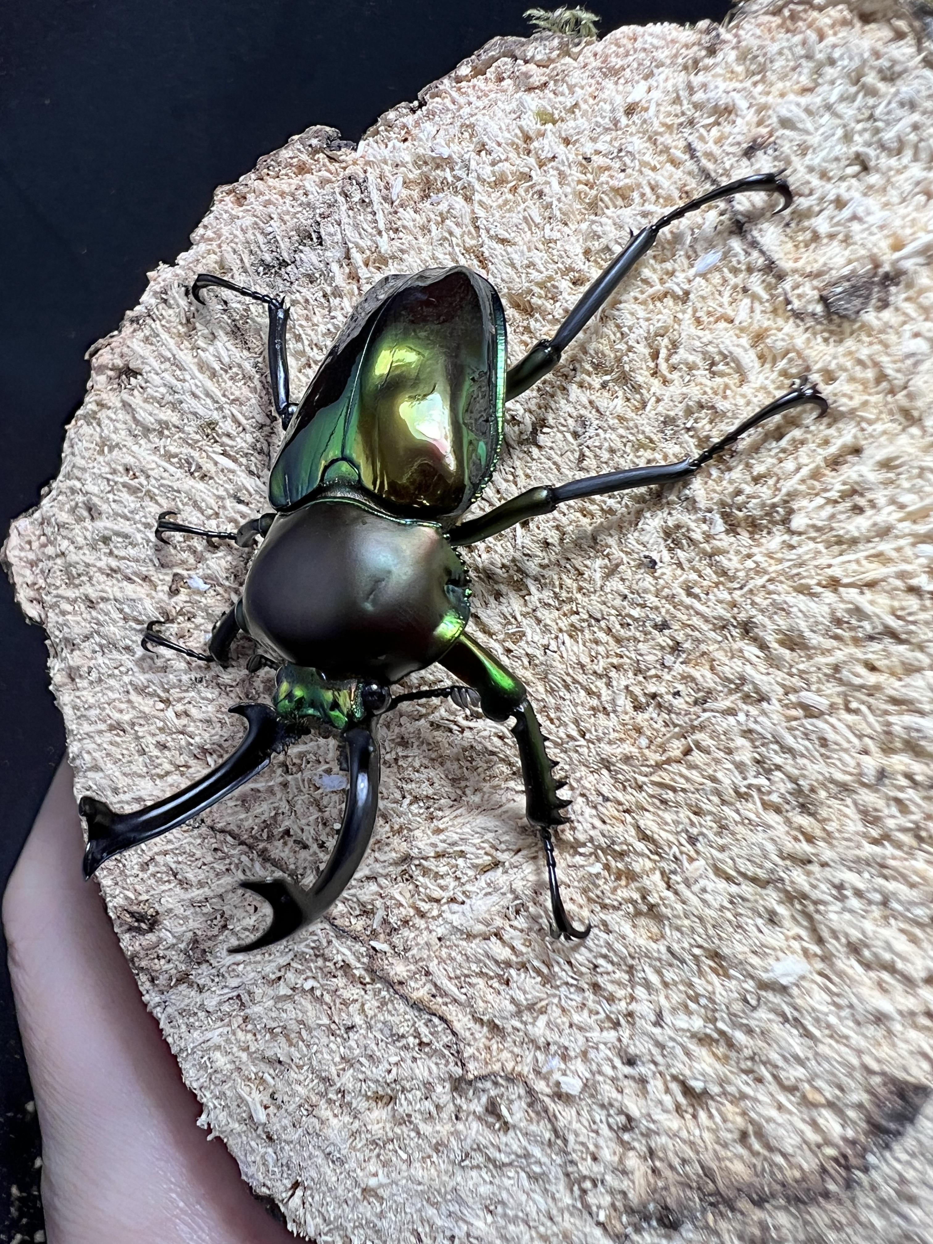 Phalacrognathus muelleri 50 mm.