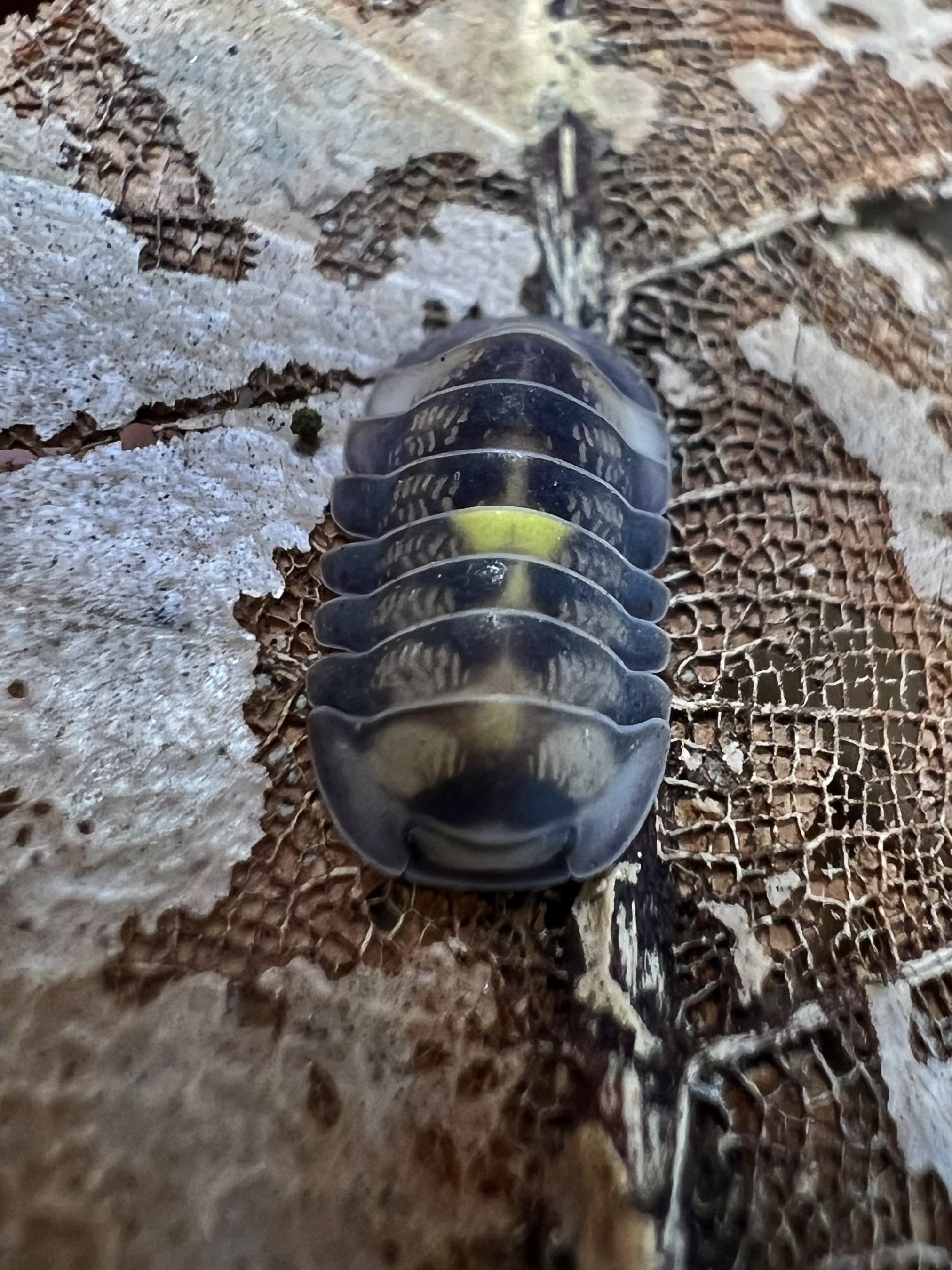 Cubaris sp. amber firefly ‘Dcf’ 5 each