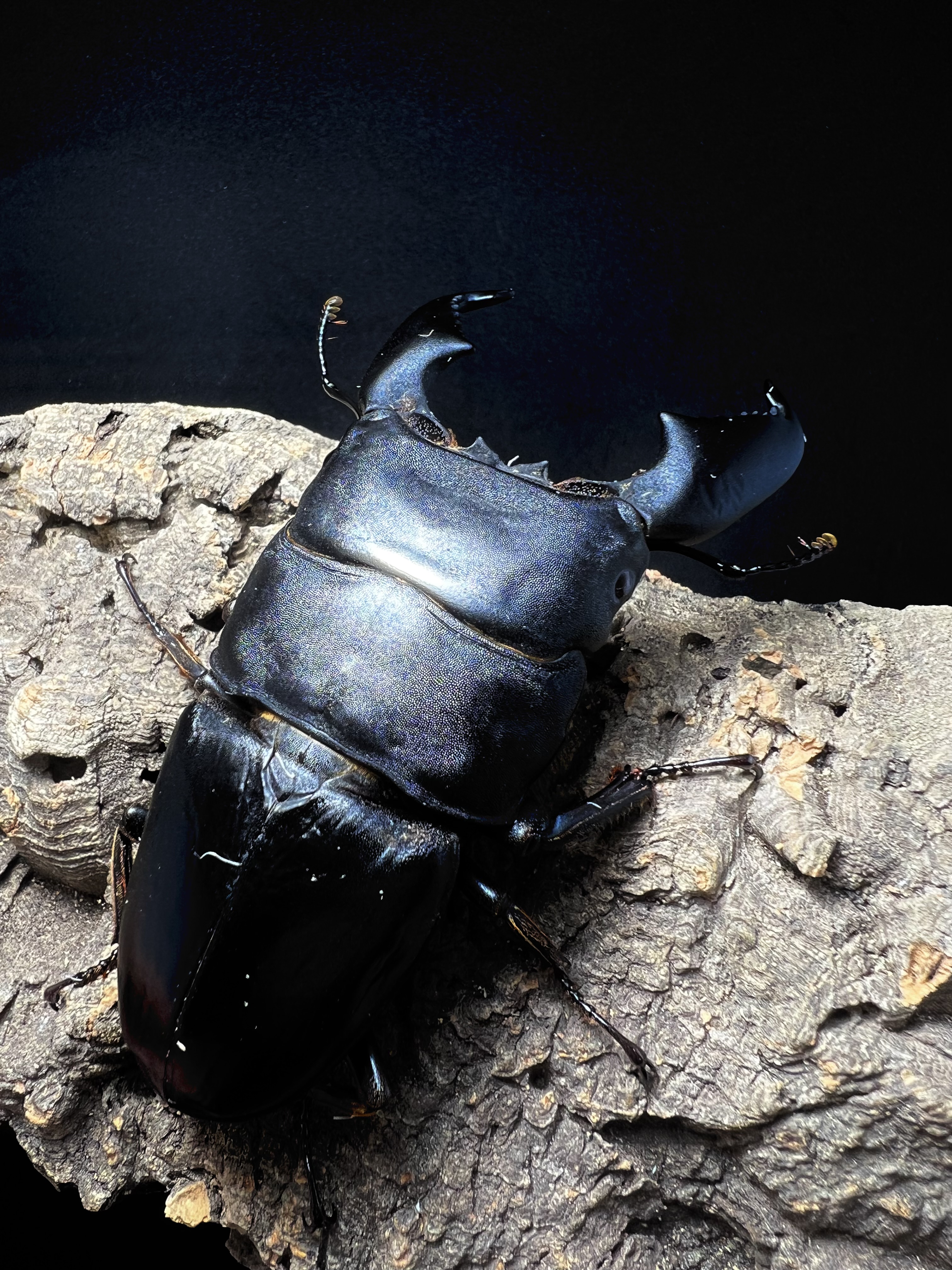Dorcus titanus yasuokai 95mm.