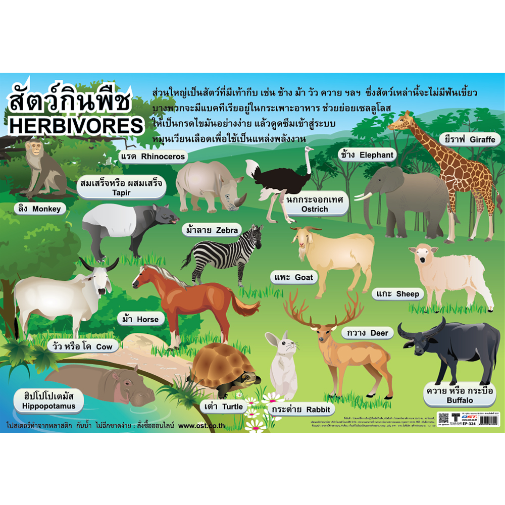 Herbivorous Animals Educational Posters No.324