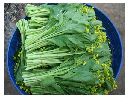 ผักกาดกวางตุ้งดอก(ใบเล็ก)