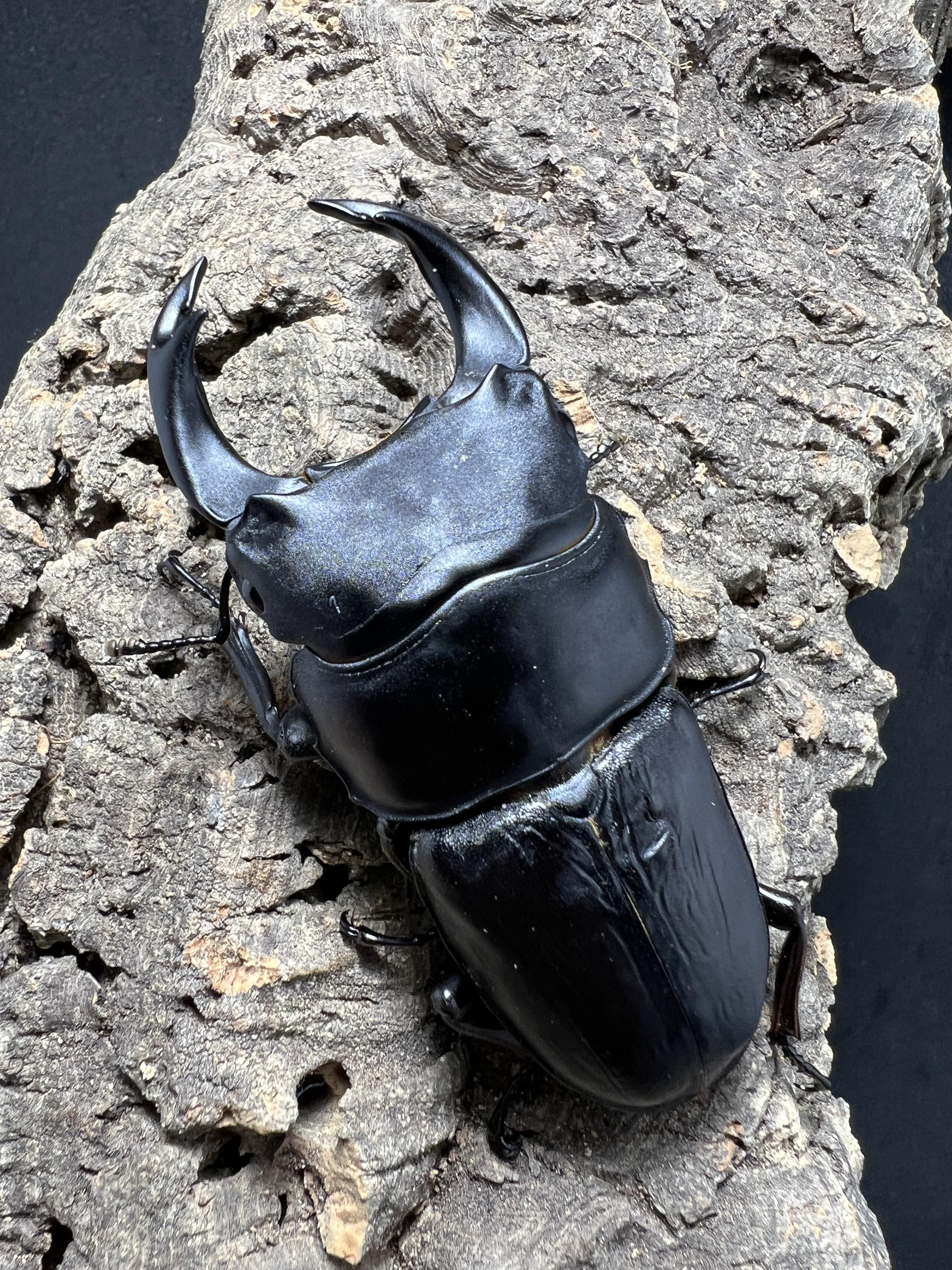 Dorcus hopei binodulosus 73mm.