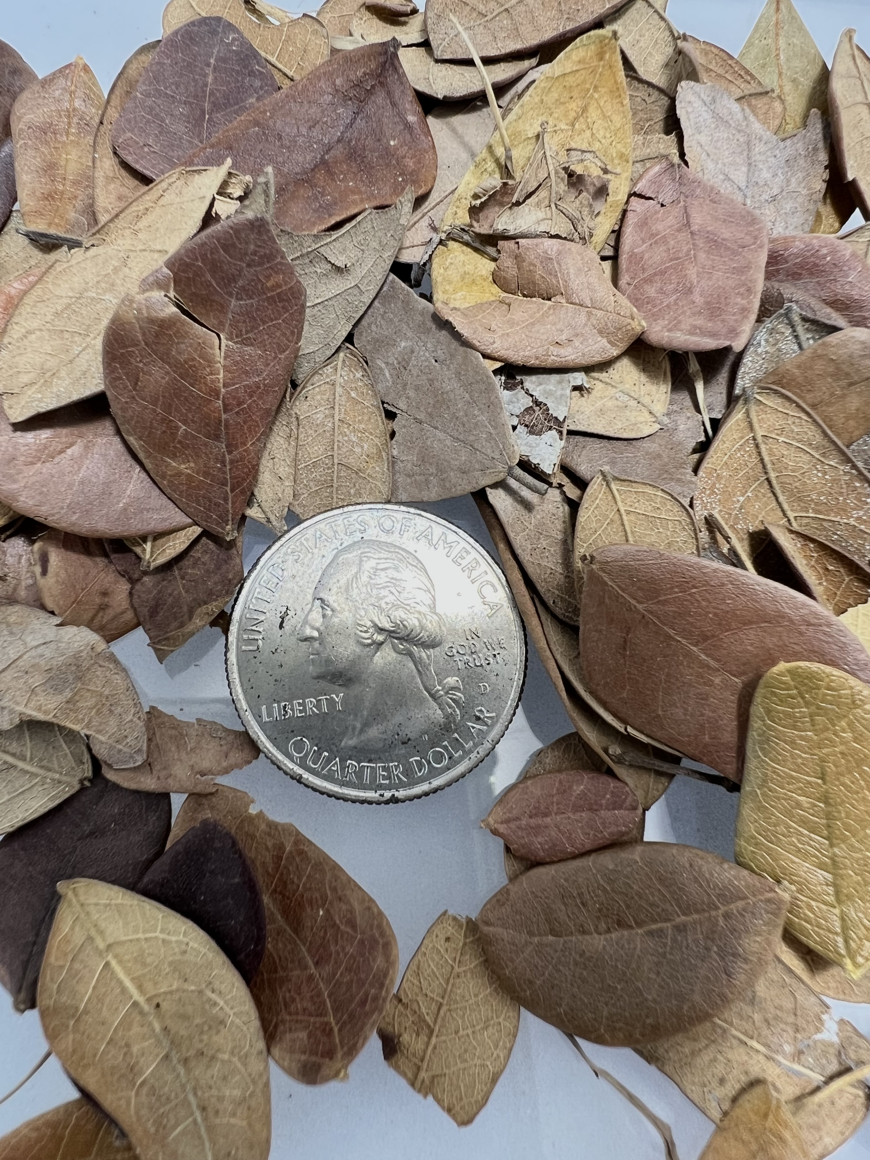 LEAF LITTER 1,200 ml.