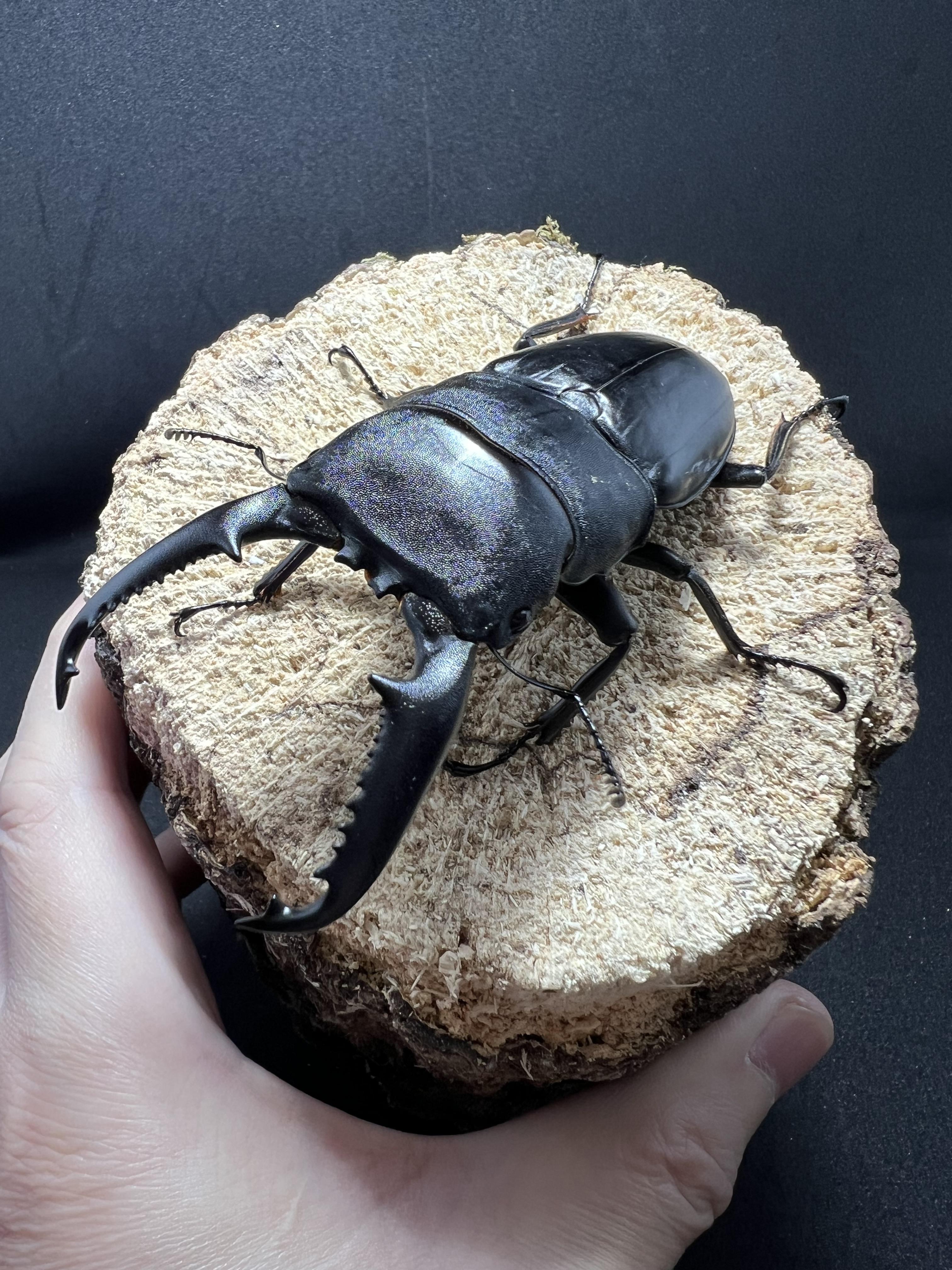 Dorcus titanus palawanicus 95 mm.