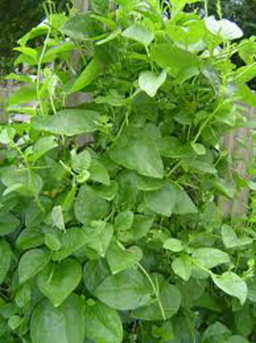 เมล็ดพันธุ์ ผักปลังขาว