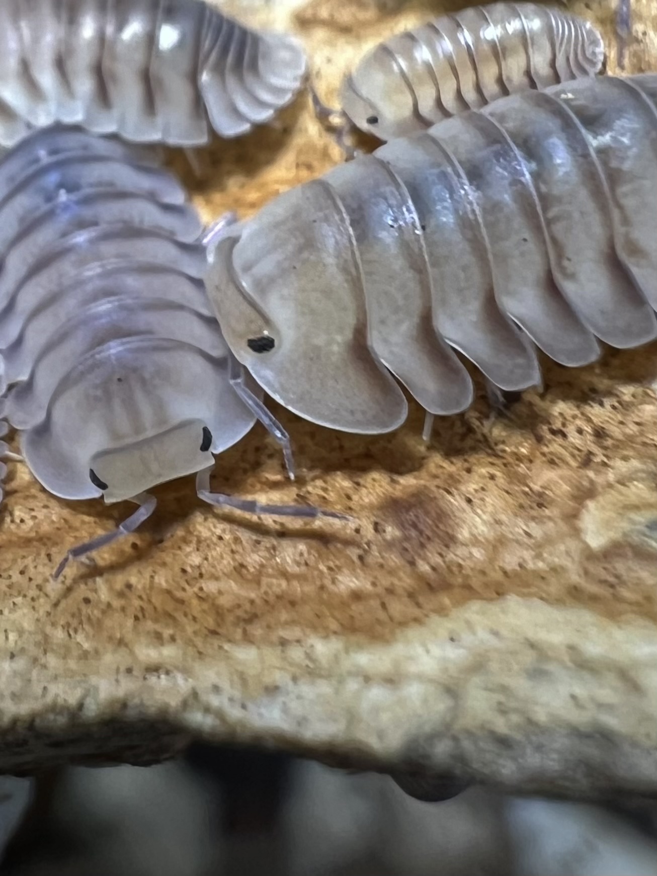 Cubaris sp. caramel cream 5 each