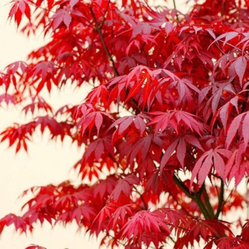 เมล็ดพันธุ์ เมเปิ้ลแดง ( Red Maple )