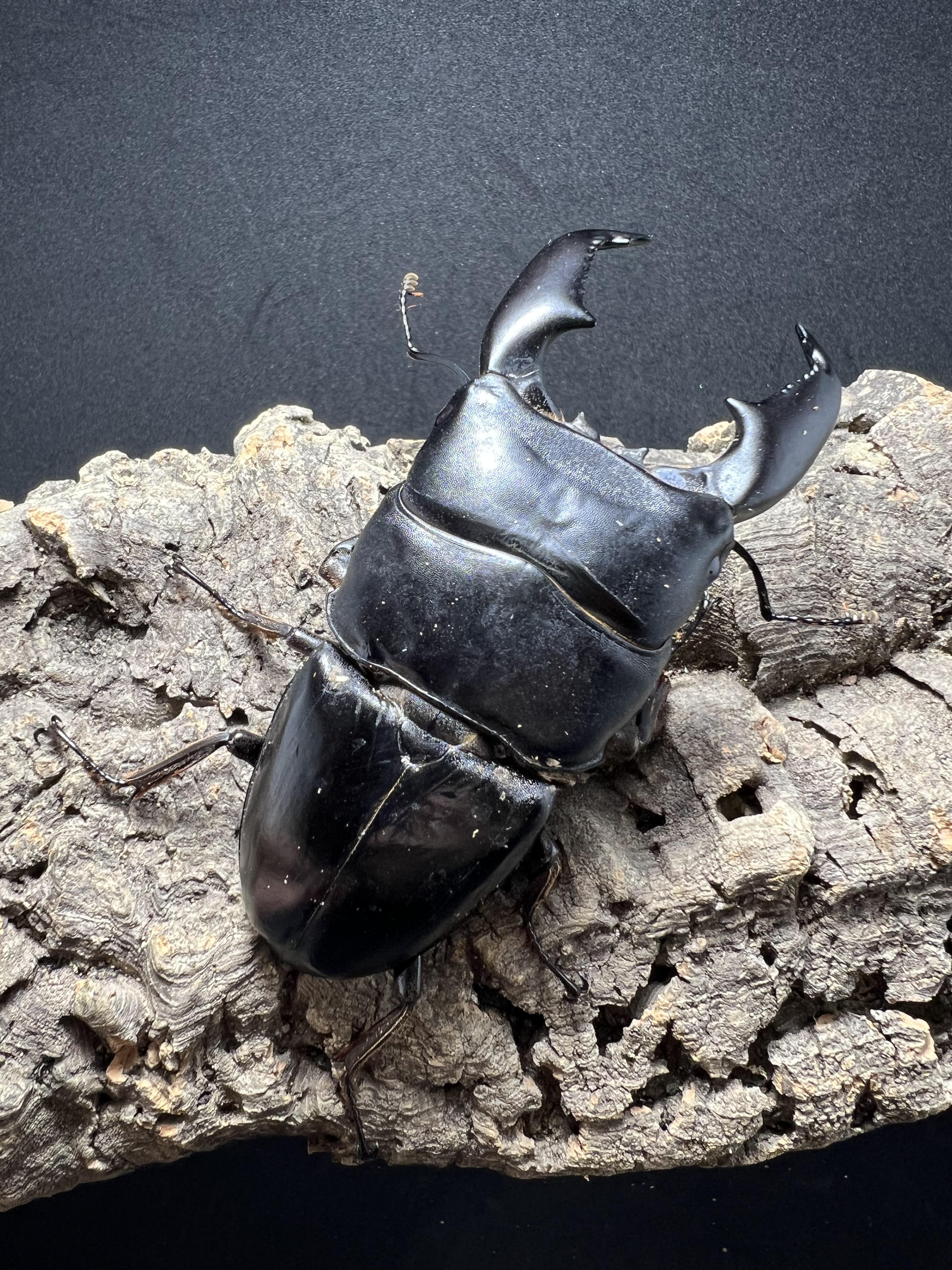 Dorcus titanus yasuokai 92 mm.