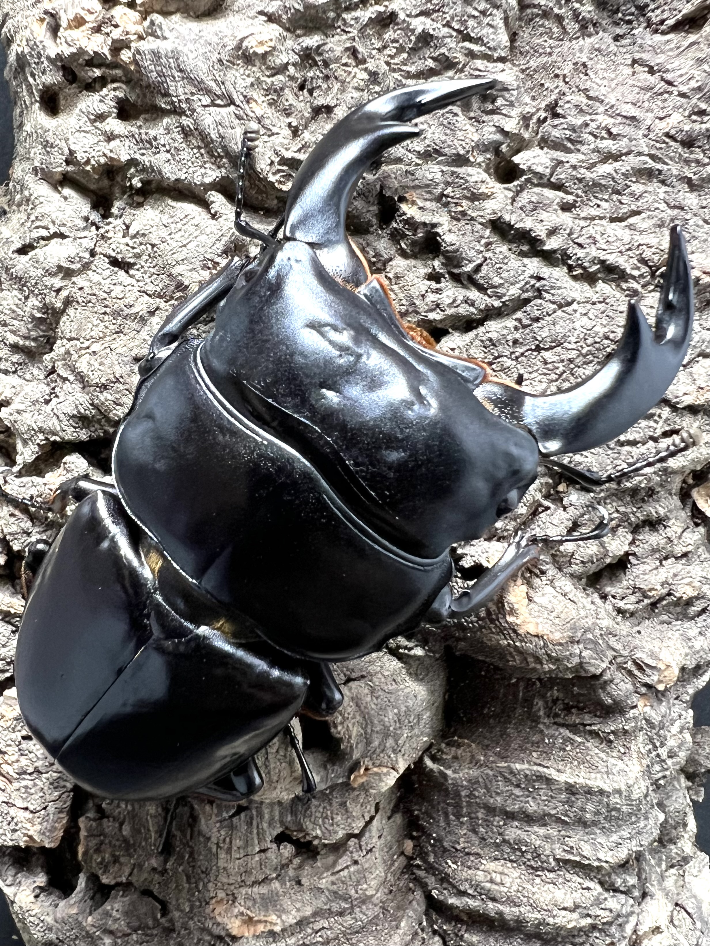 Dorcus antaeus antaeus 80 mm.