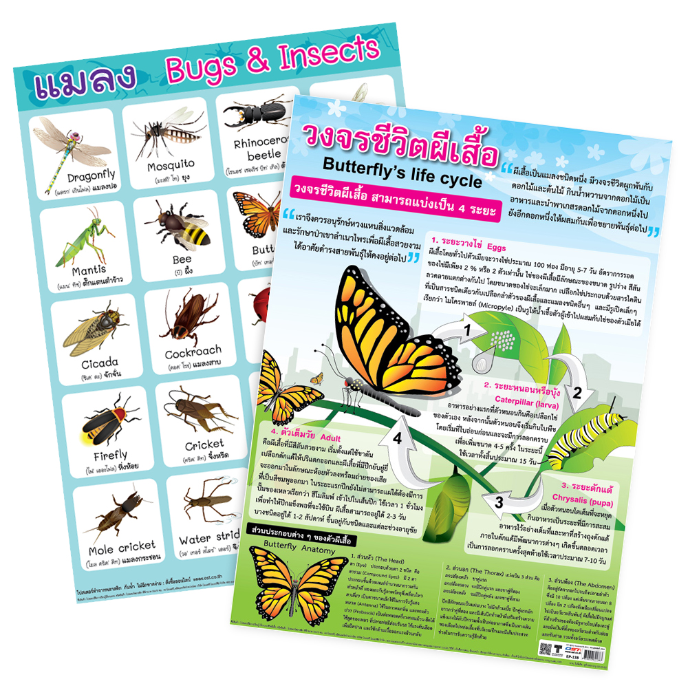 Insects Educational Posters