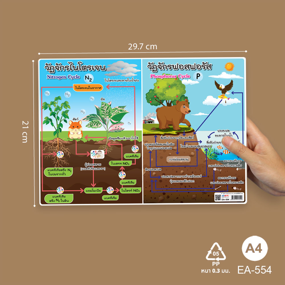 โปสเตอร์ความรู้ ชุดวิทยาศาสตร์ ขนาดA4 EA-554 วัฏจักรไนโตรเจน Nitrogen Cycle