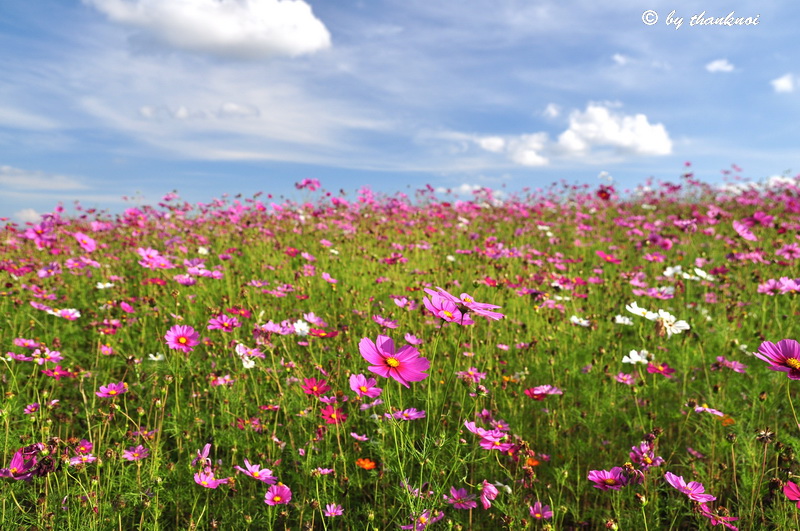 เมล็ดพันธุ์ดาว ดาวกระจายหลากสี