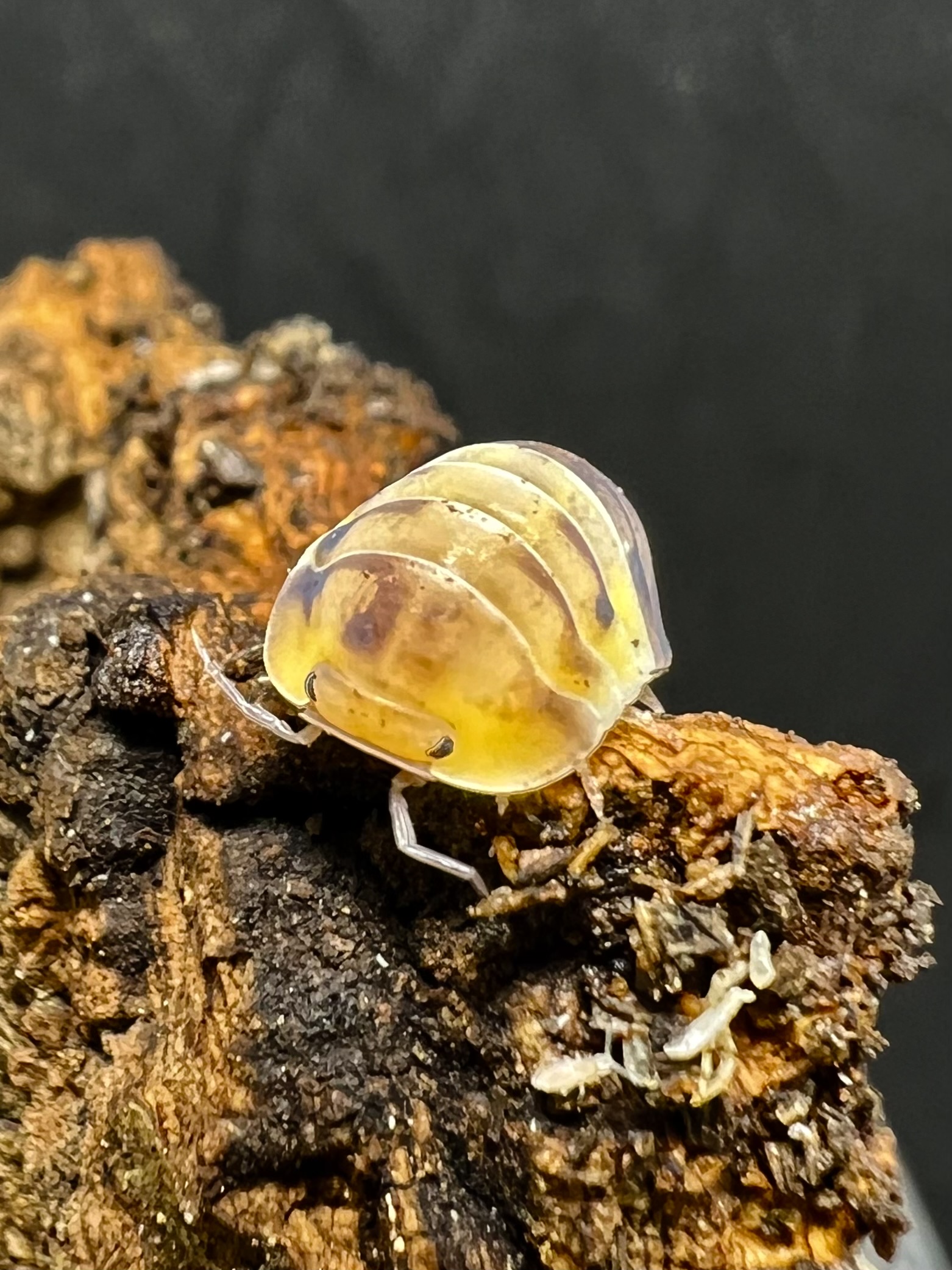 Cubaris sp. amber panda 5 each