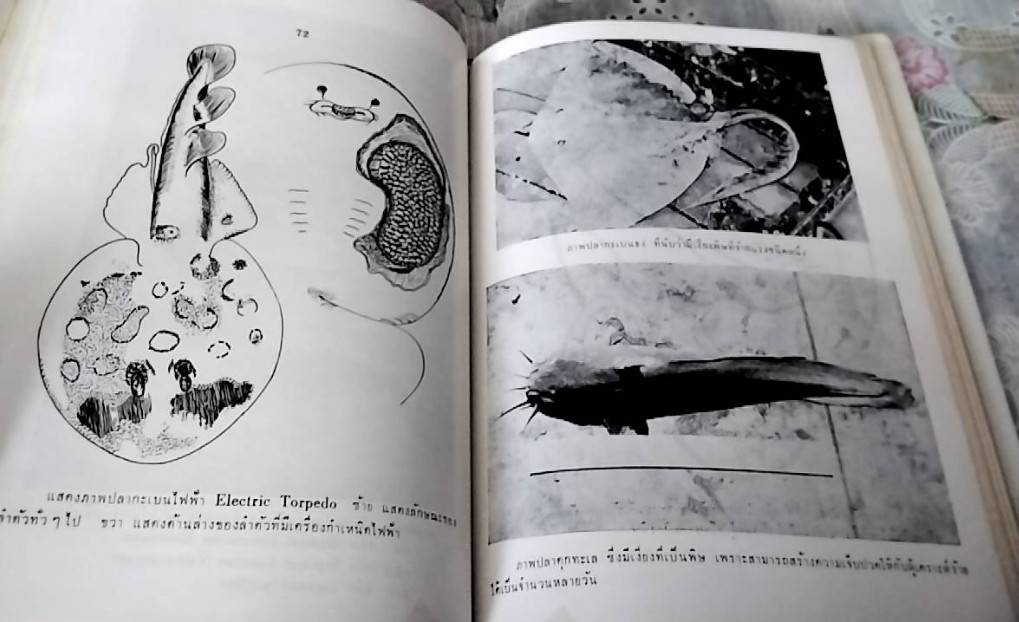 สัตว์ทะเลที่เป็นภัยต่อช๊วิต