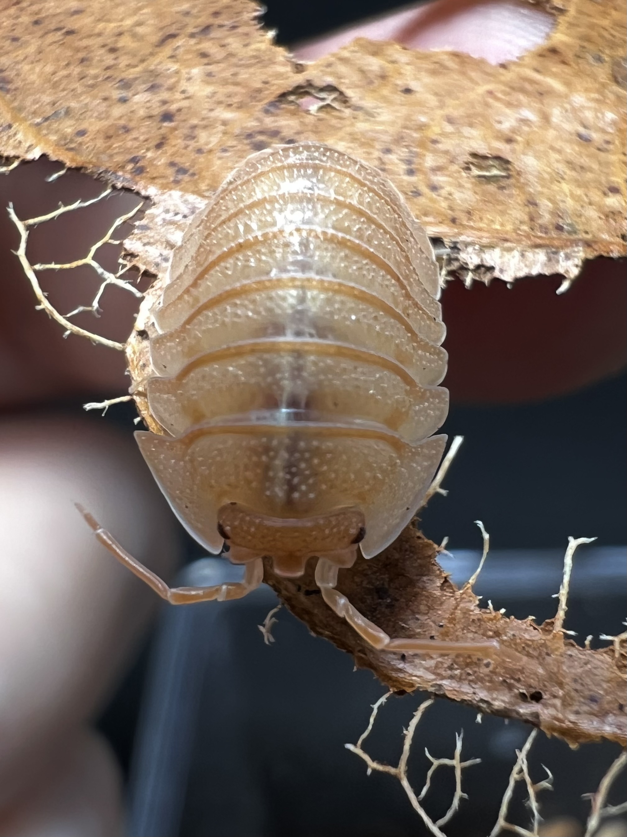 Armadilldium pallasii orange set 5 each