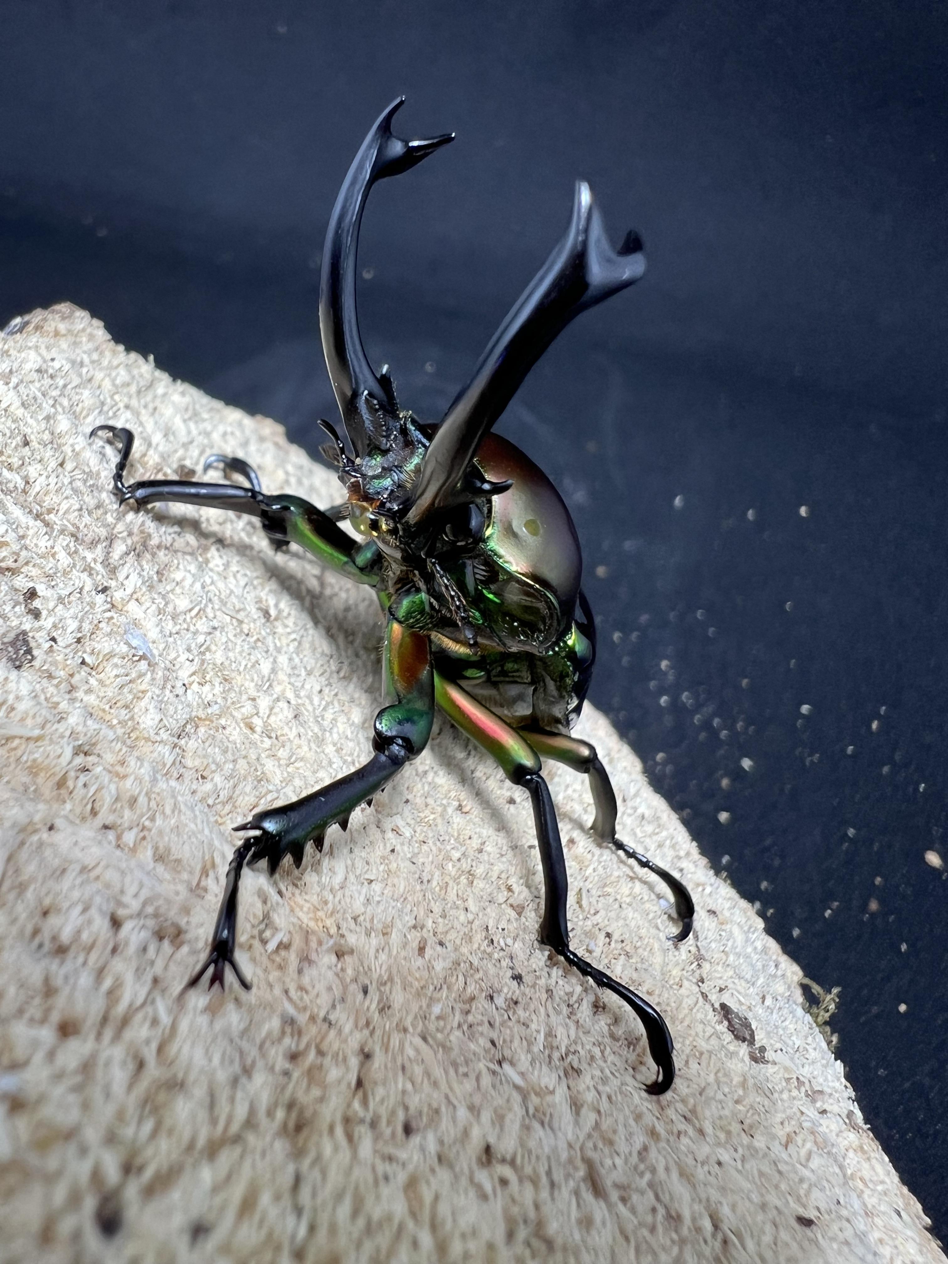 Phalacrognathus muelleri 50 mm.