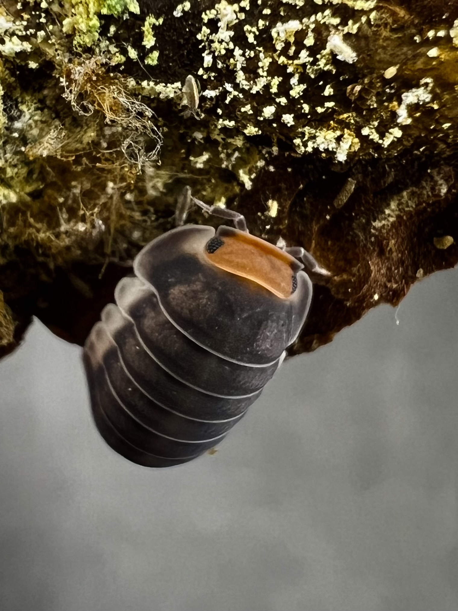 Cubaris sp. park chong 5 each