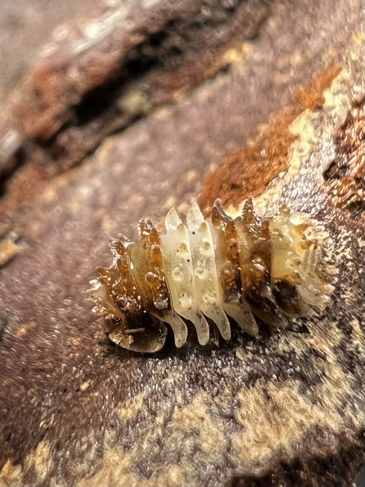 Armadillidae sp. hedgehog set 5 each