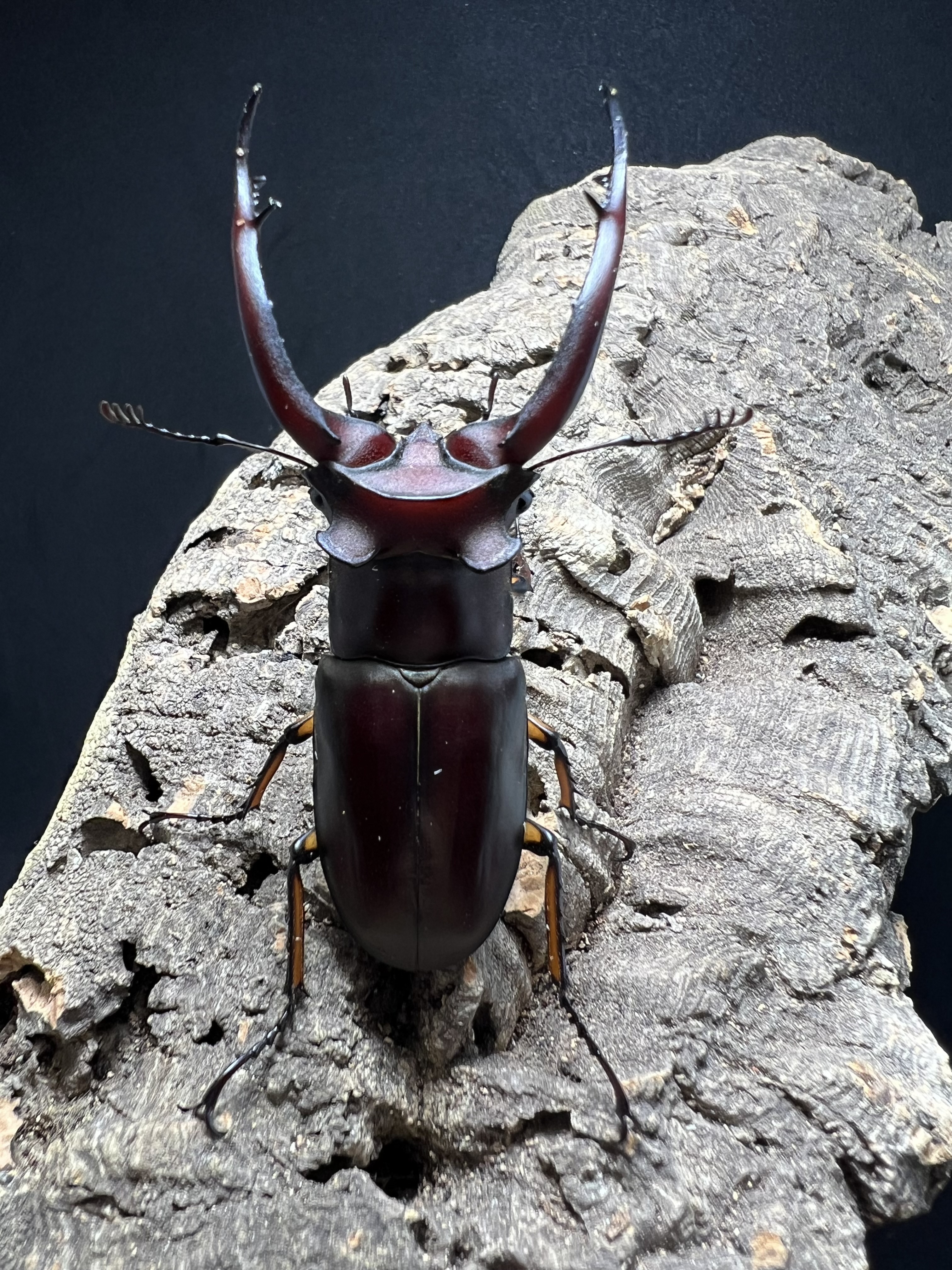 Lucanus angusticornis 69mm. Pair