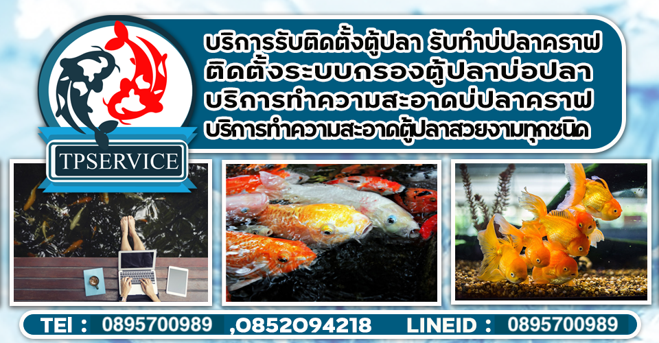 TP Service บริการรับติดตั้งตู้ปลา