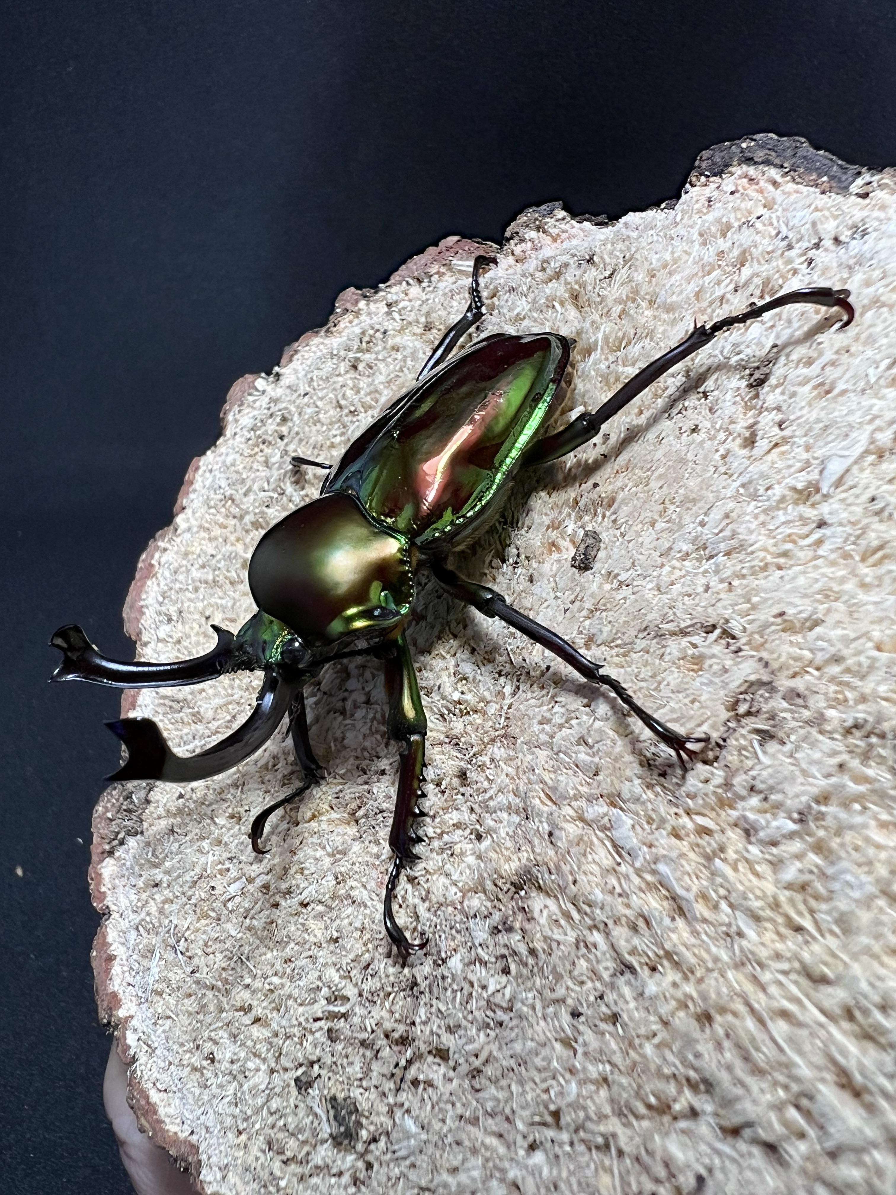 Phalacrognathus muelleri 52 mm.