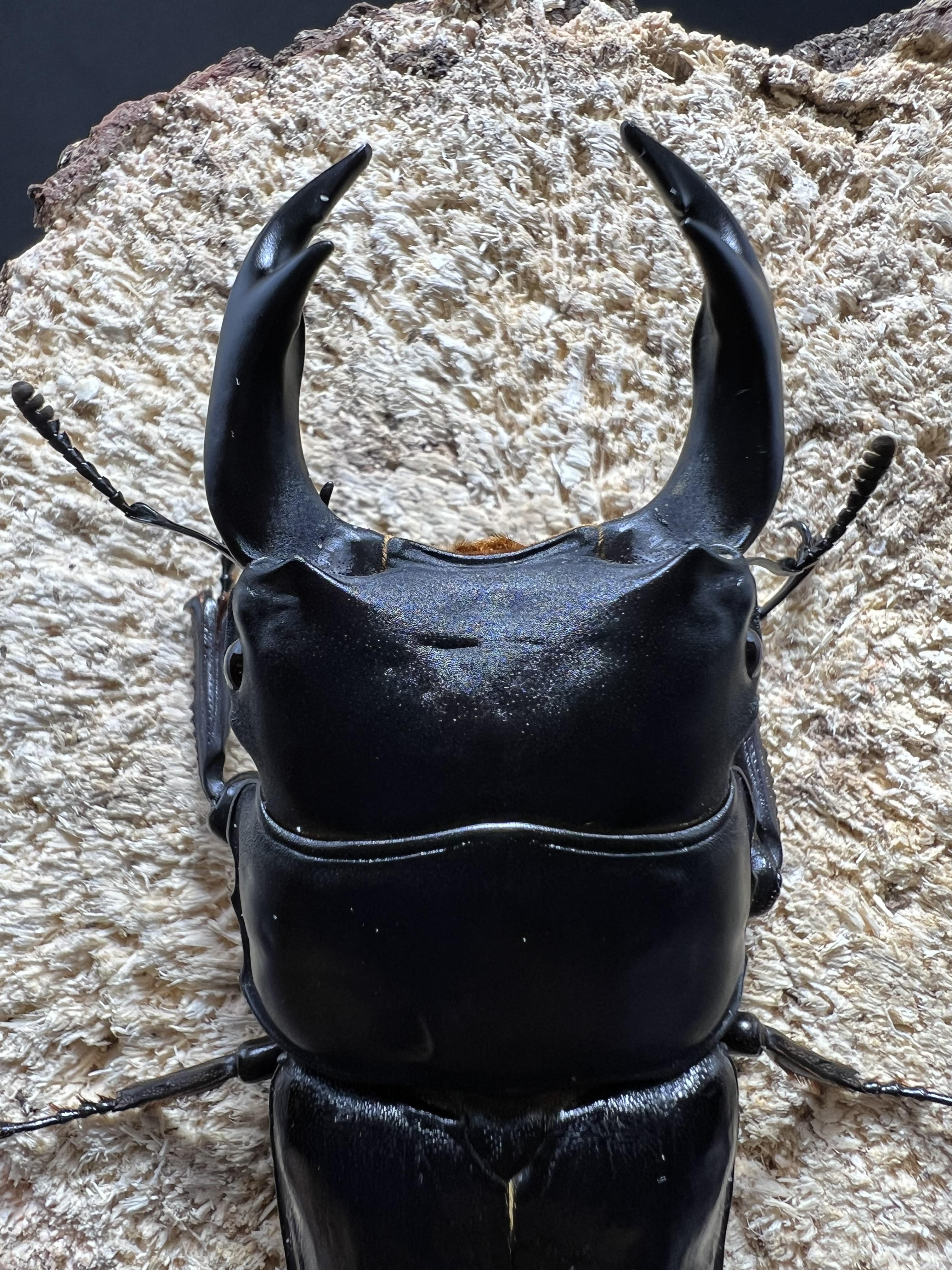 Dorcus hopei binodulosus 76mm.
