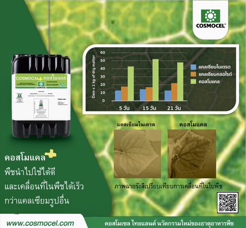 Cosmocal คอสโมแคล แคลเซียม แอล-อะมิโนคีเลต 20%CaO (Cosmocel) บรรจุ 1000 ml