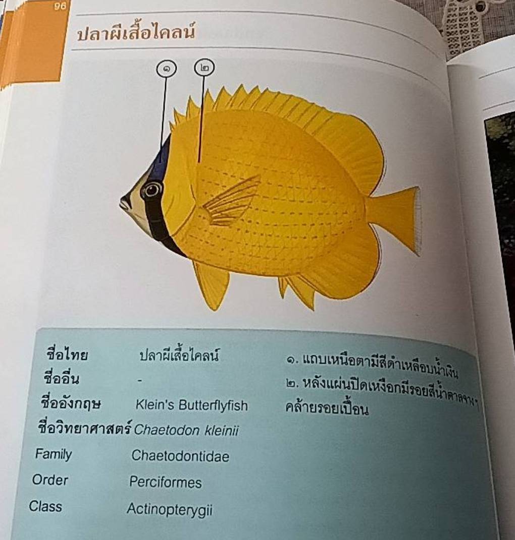 ปลาทะเลไทย เล่ม 2