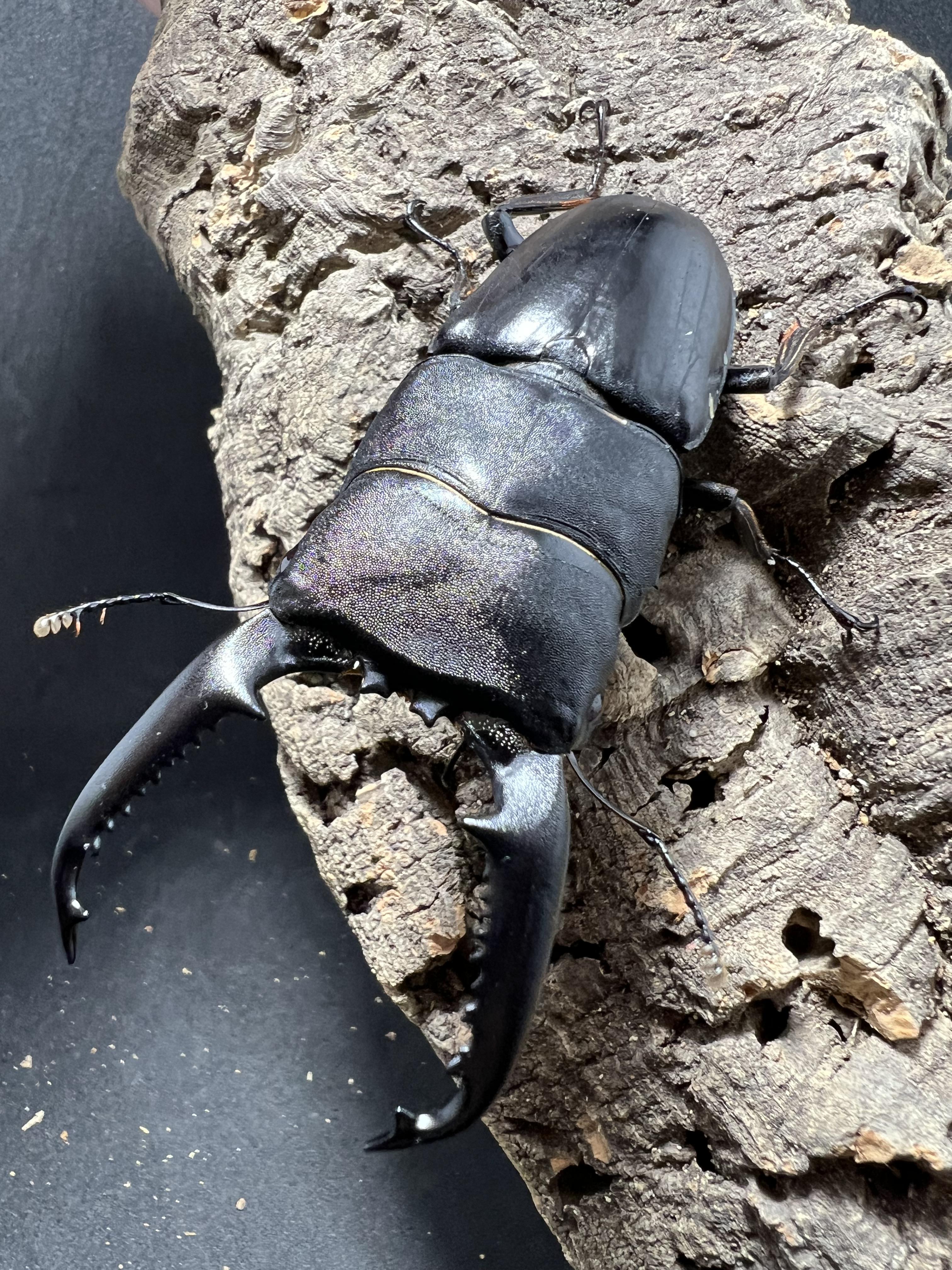 Dorcus titanus palawanicus 86mm.