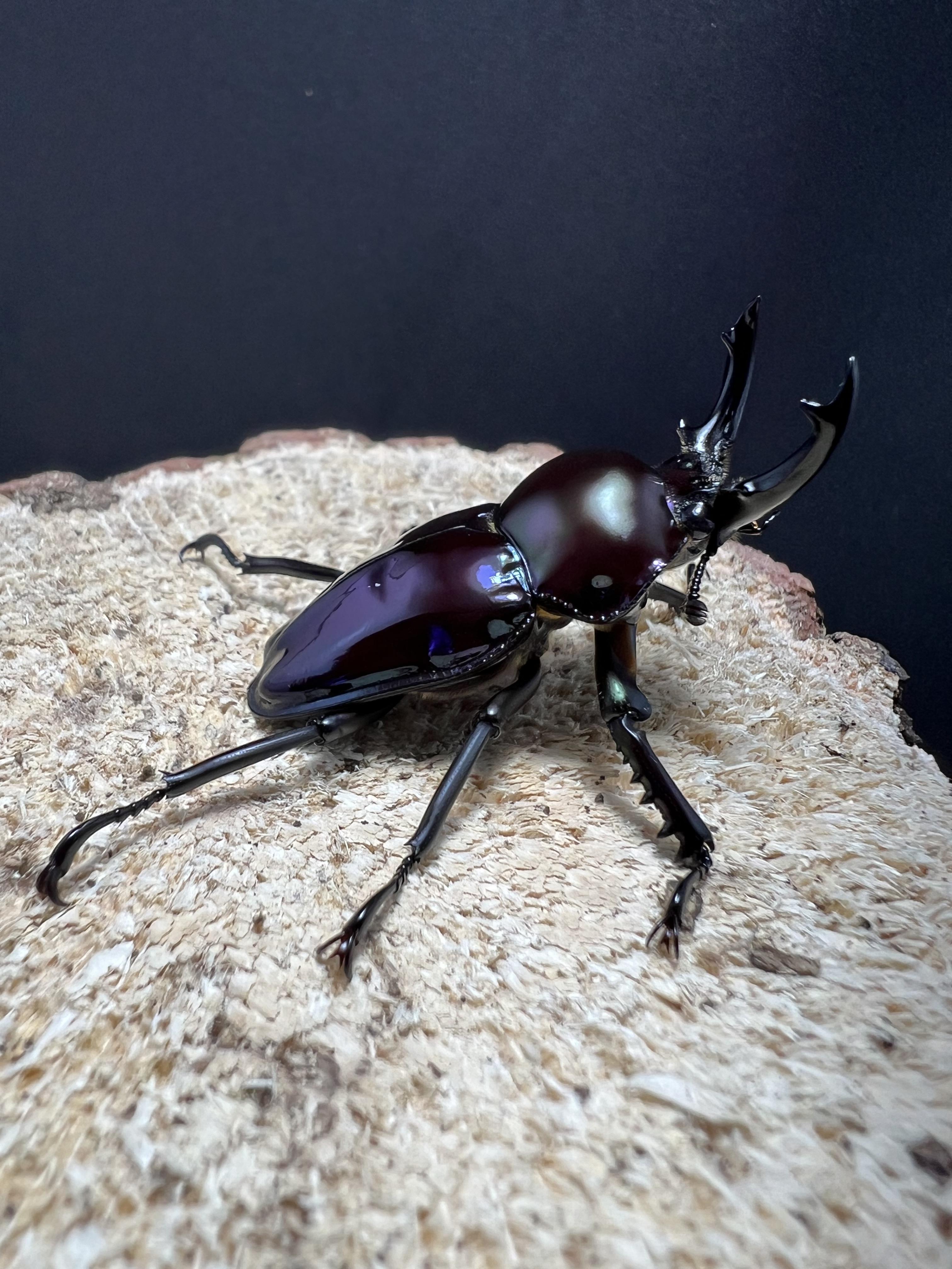 Phalacrognathus muelleri 46mm.