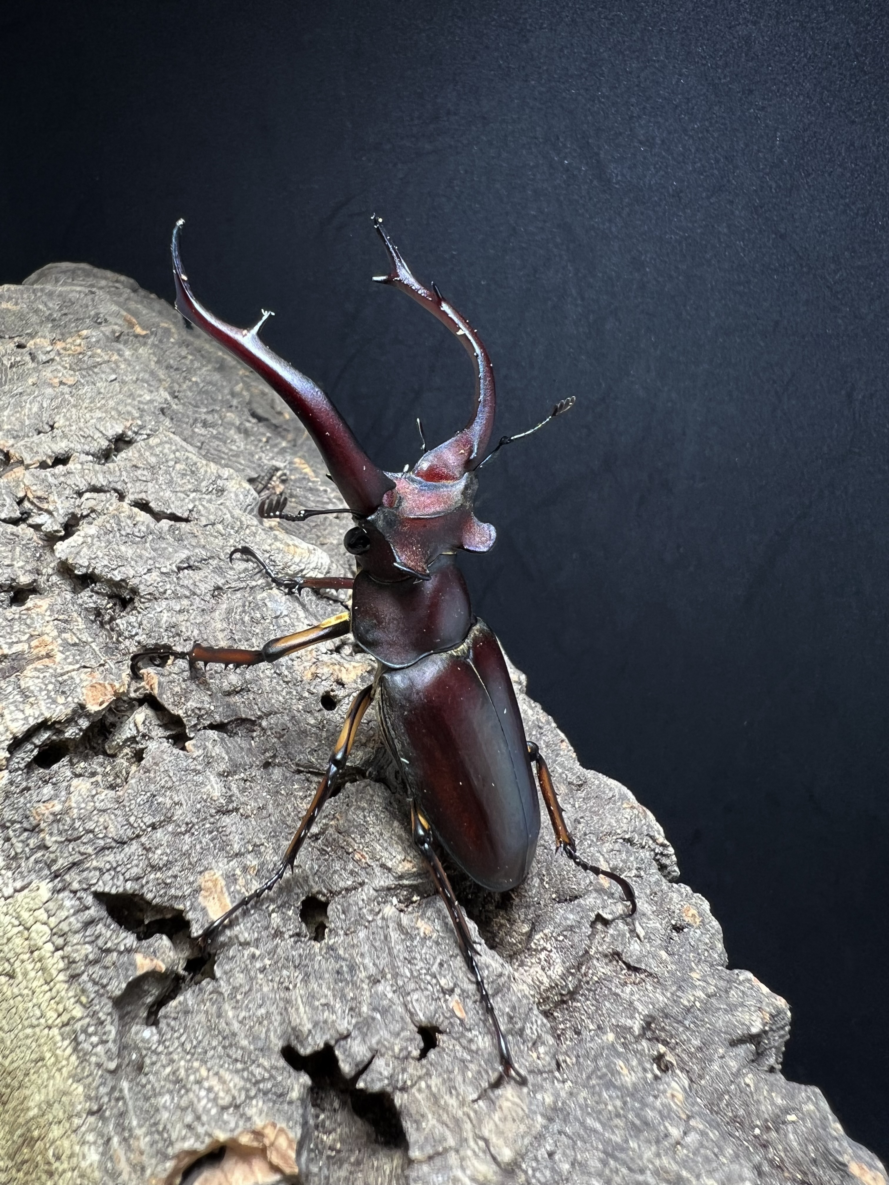 Lucanus angusticornis 69mm. Pair
