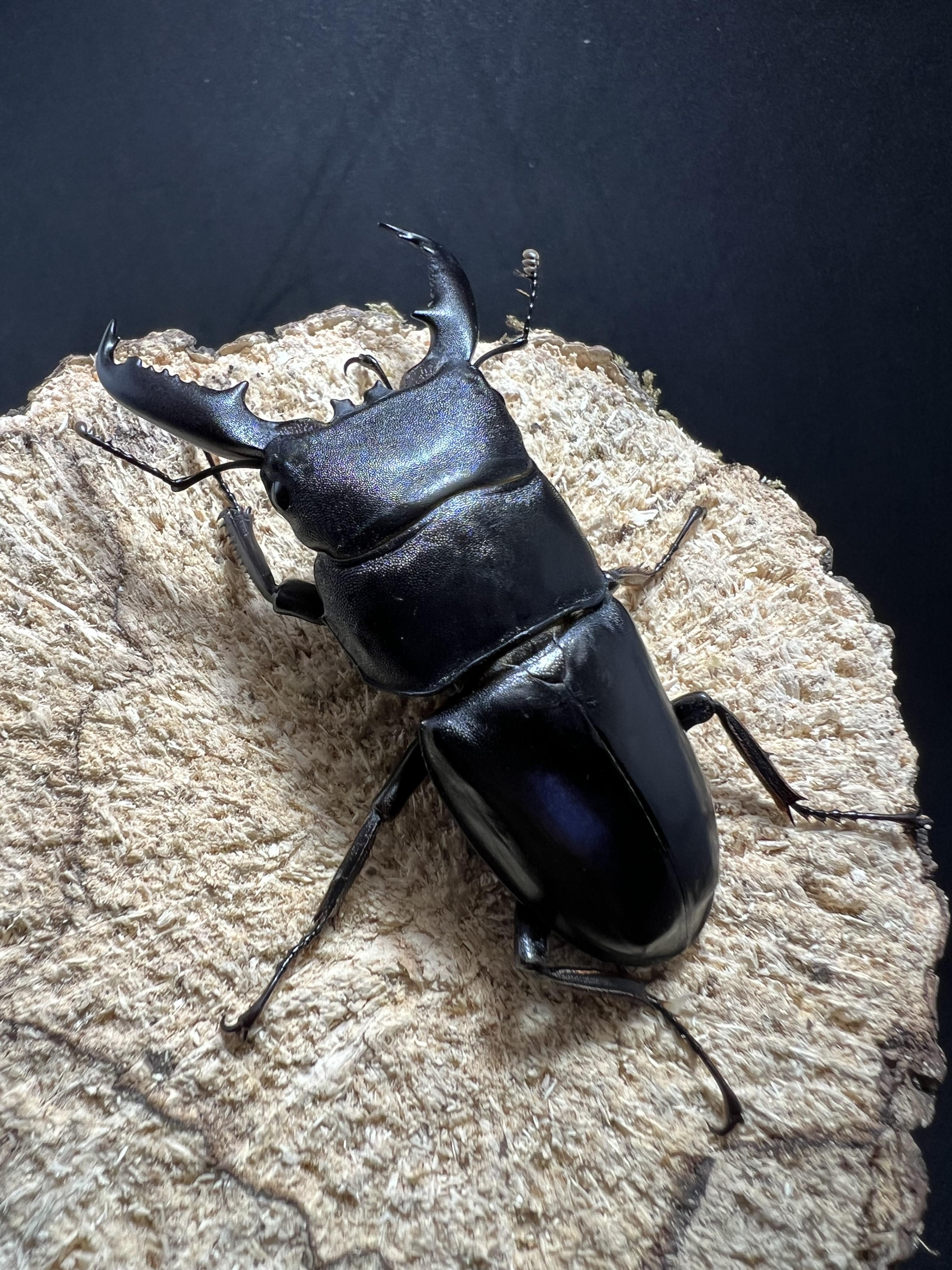 Dorcus titanus palawanicus 70mm.