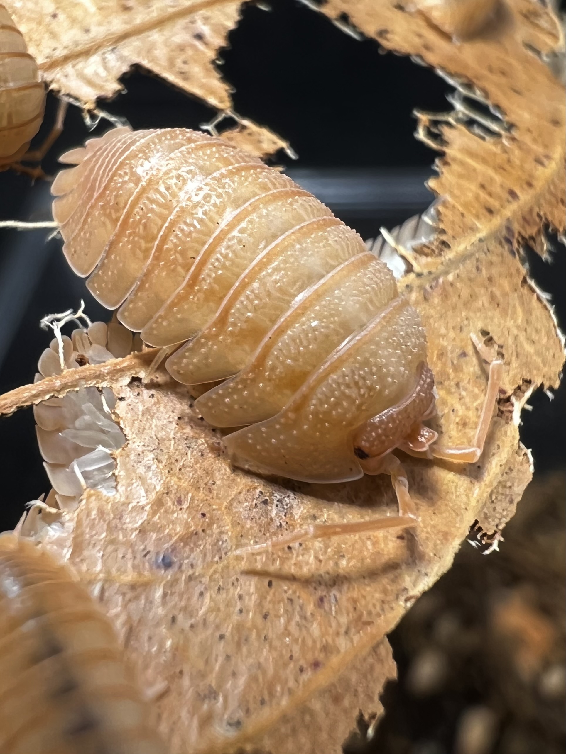 Armadilldium pallasii orange set 5 each