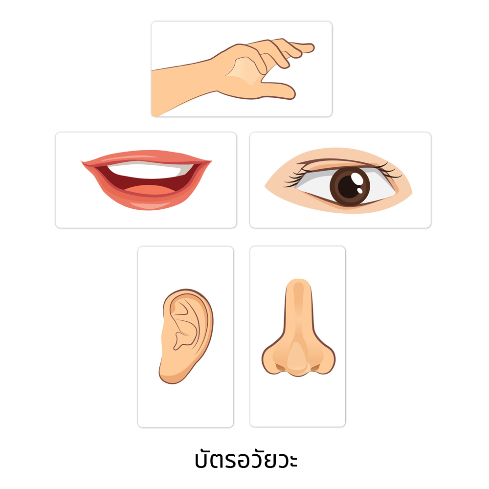 เกมสัมผัสทั้ง5 The 5 Senses ET-658