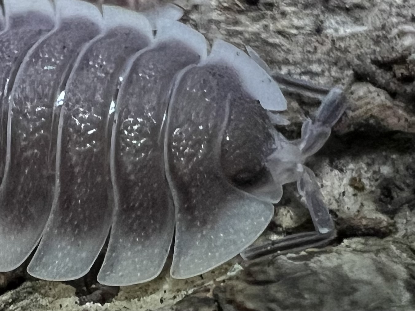 Porcellio werneri set 5 each