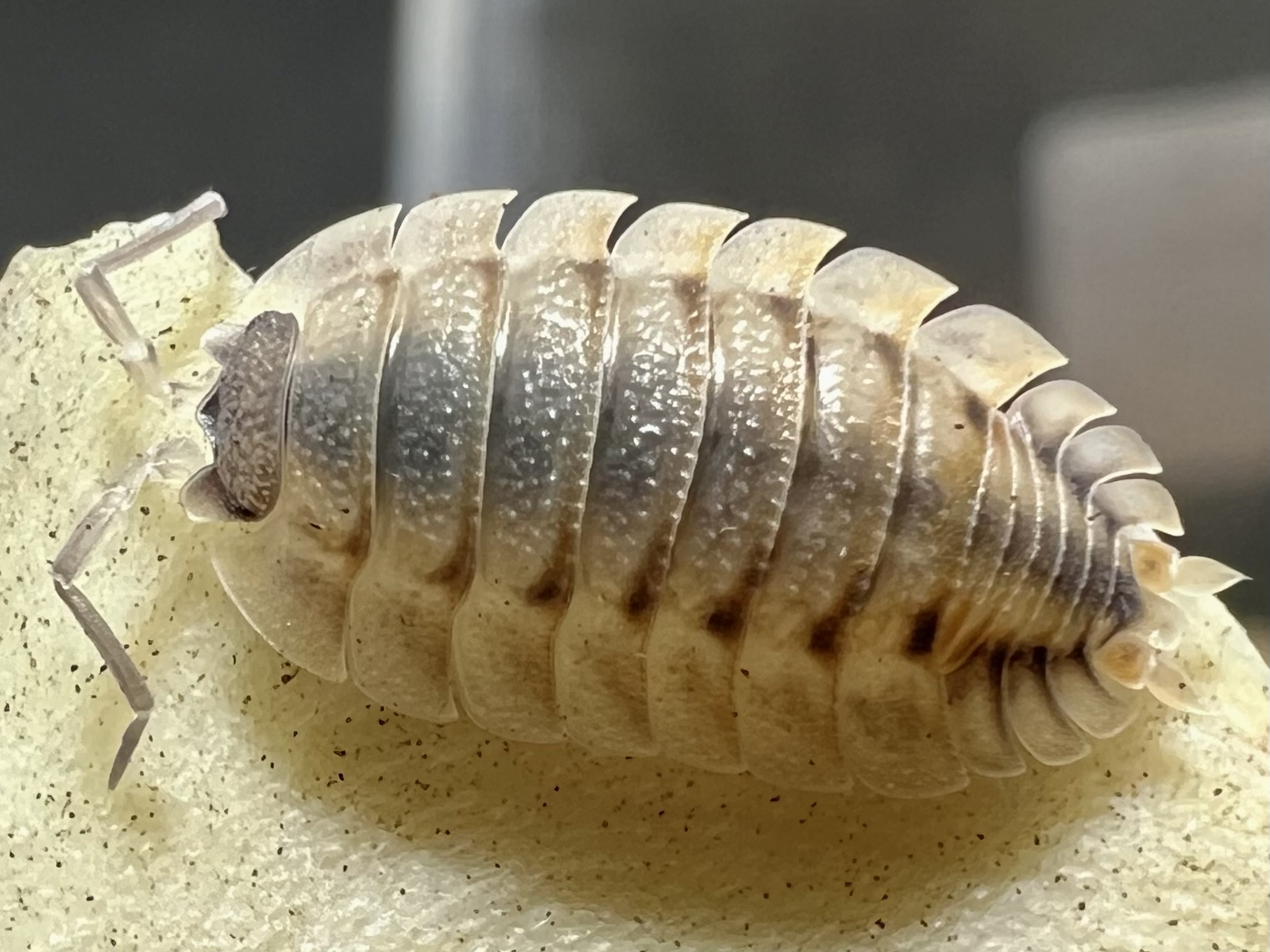 Porcellio spatulatus Coros 5 each