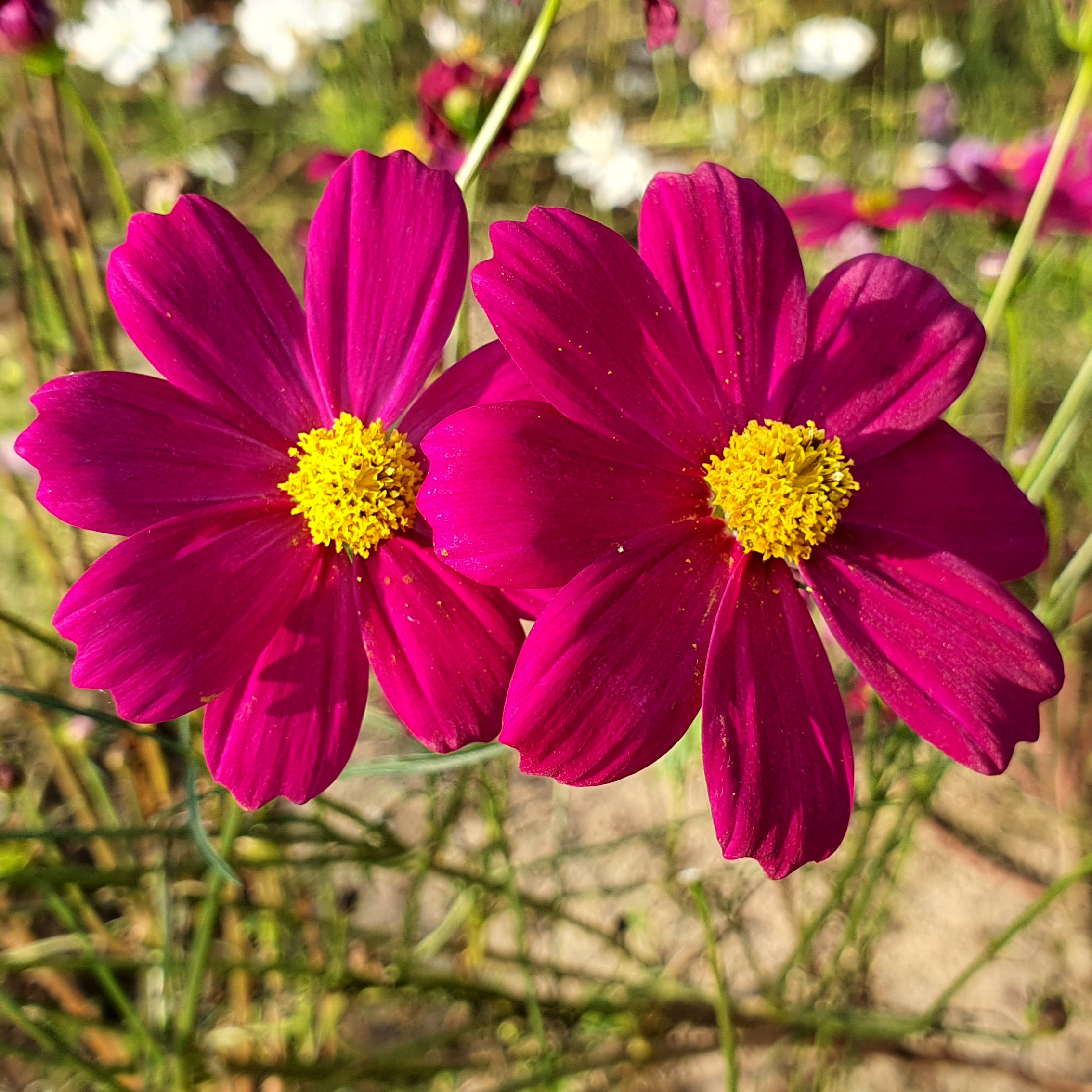 เมล็ดพันธุ์ ดอกดาวกระจายฝรั่งต้นเตี้ย (Sulfur Cosmos) 150 เมล็ด ปลูกง่าย ปลูกได้ทั่วไทย โตไวคละสี สูง 30 ซม