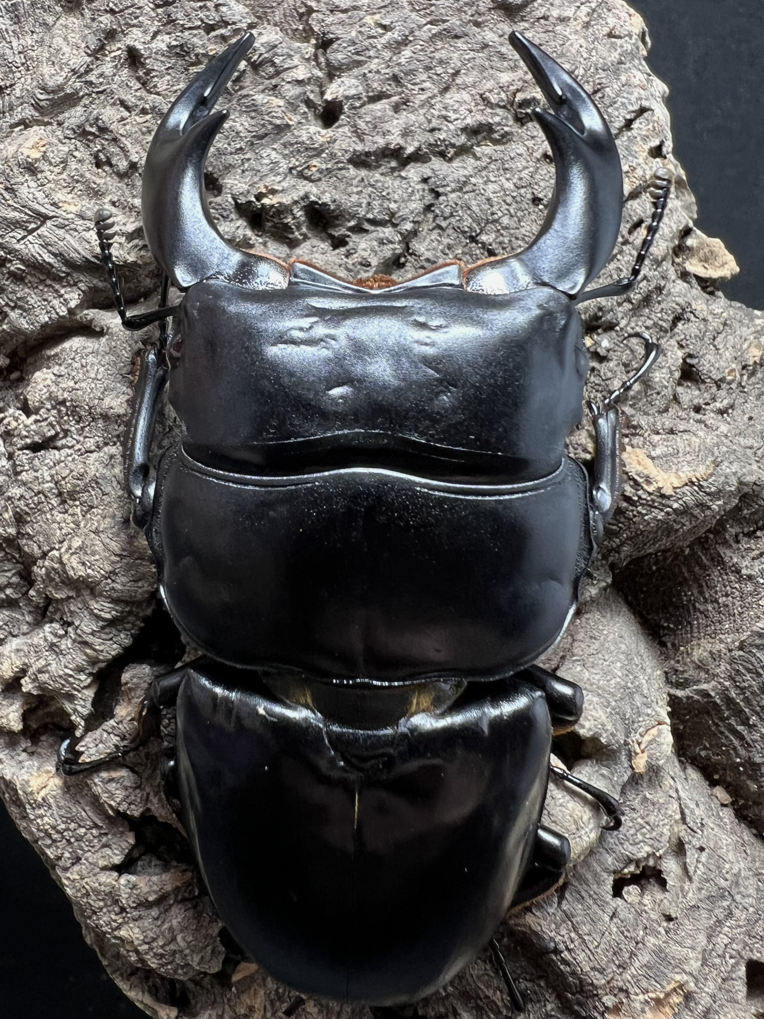 Dorcus antaeus antaeus 80 mm.