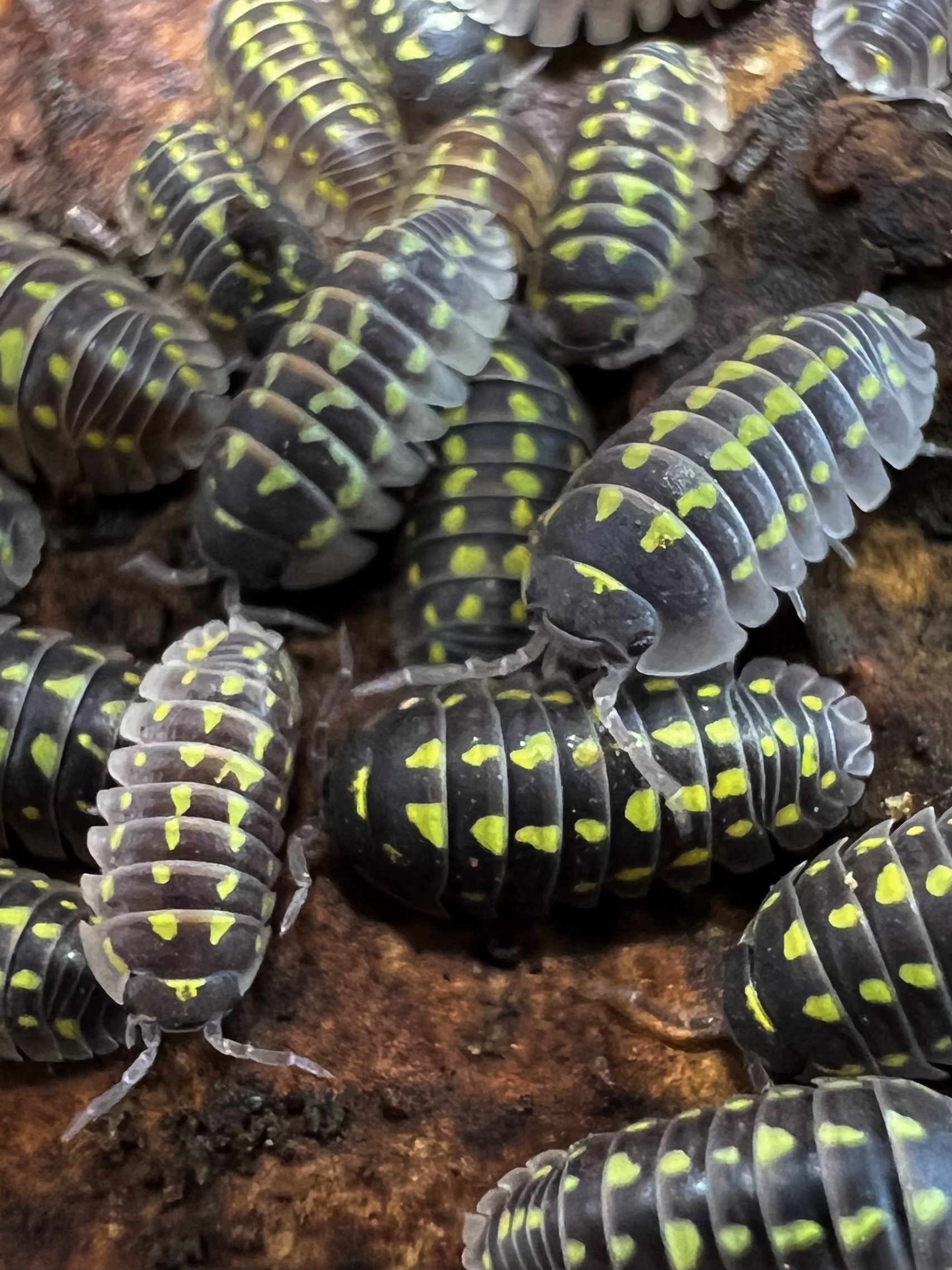 Armadillidium gestroi Set 5each