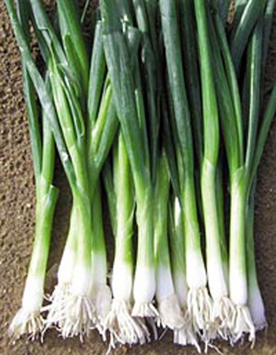 เมล็ดพันธุ์ ต้นหอมญี่ปุ่น