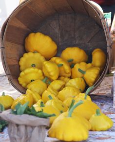 เมล็ดพันธุ์ ฟักทองสครอช จานบินเหลือง GOLDEN BUSH SCALLOP SQUASH