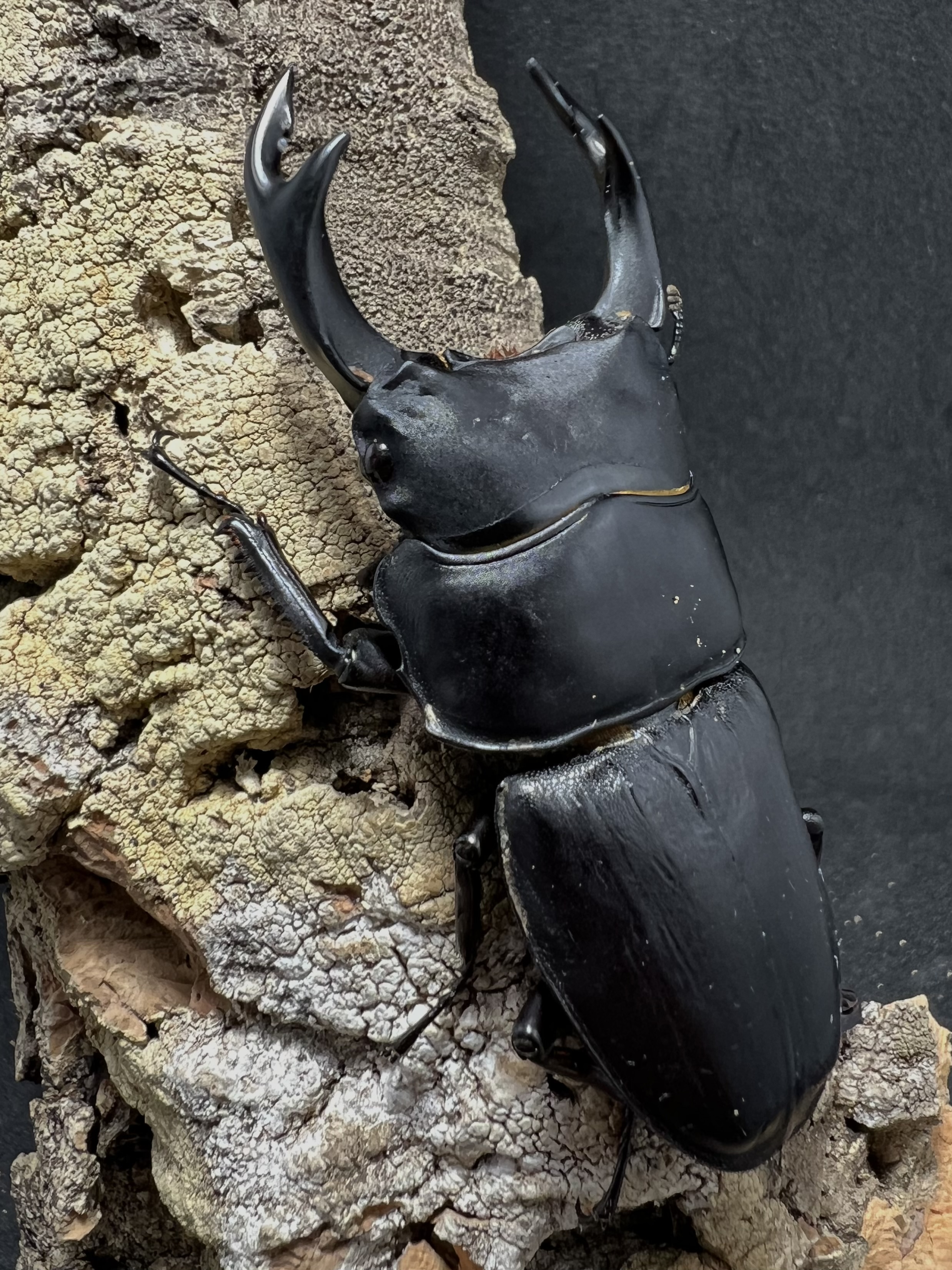 Dorcus hopei binodulosus 72mm.