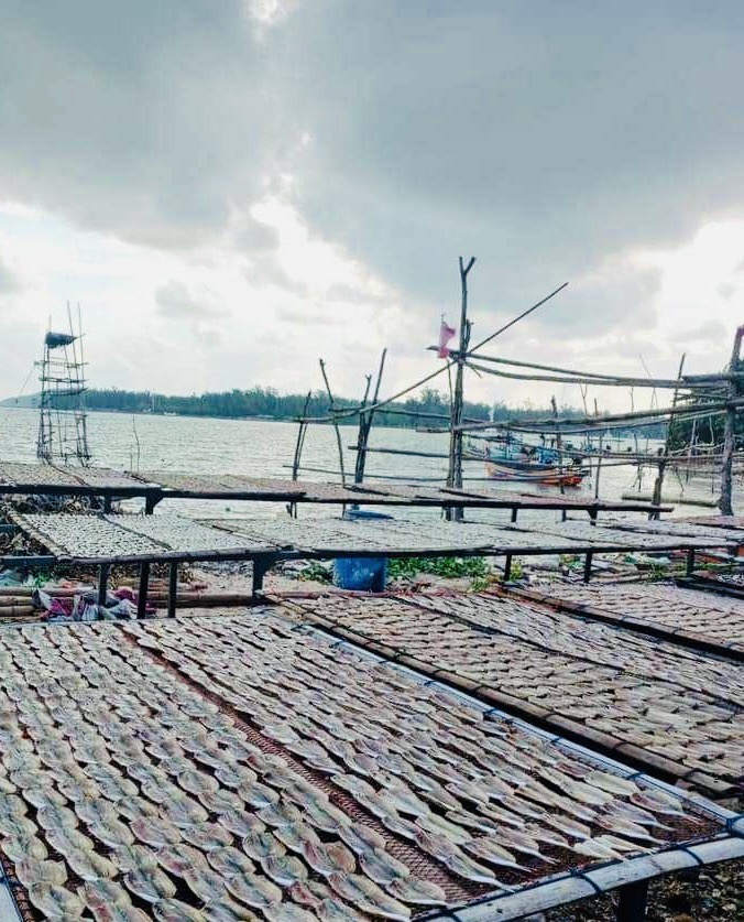 ปลาหลังเขียว ขายส่ง 5โล