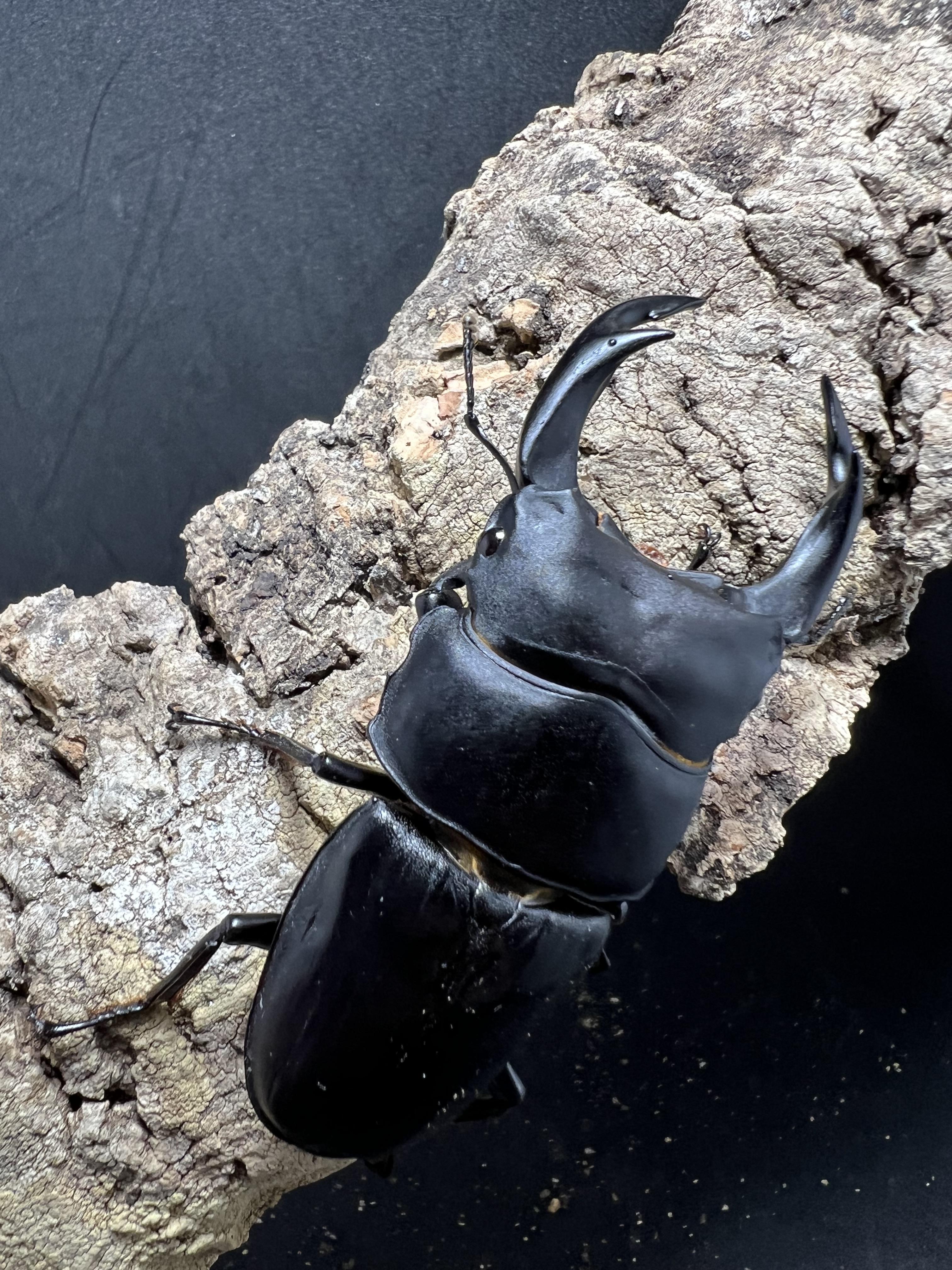 Dorcus hopei binodulosus 76mm.