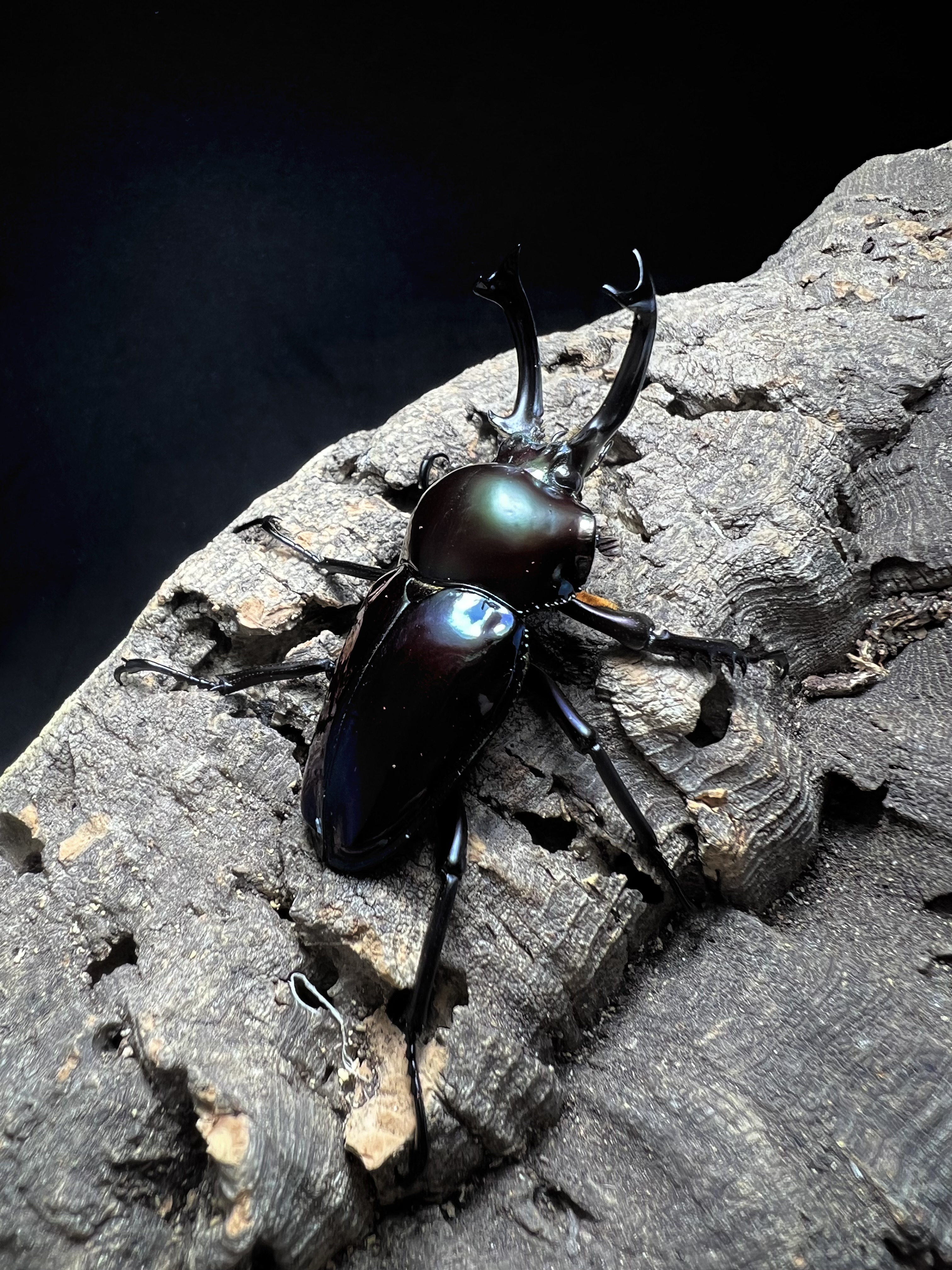 Phalacrognatus muelleri 50x31 mm.